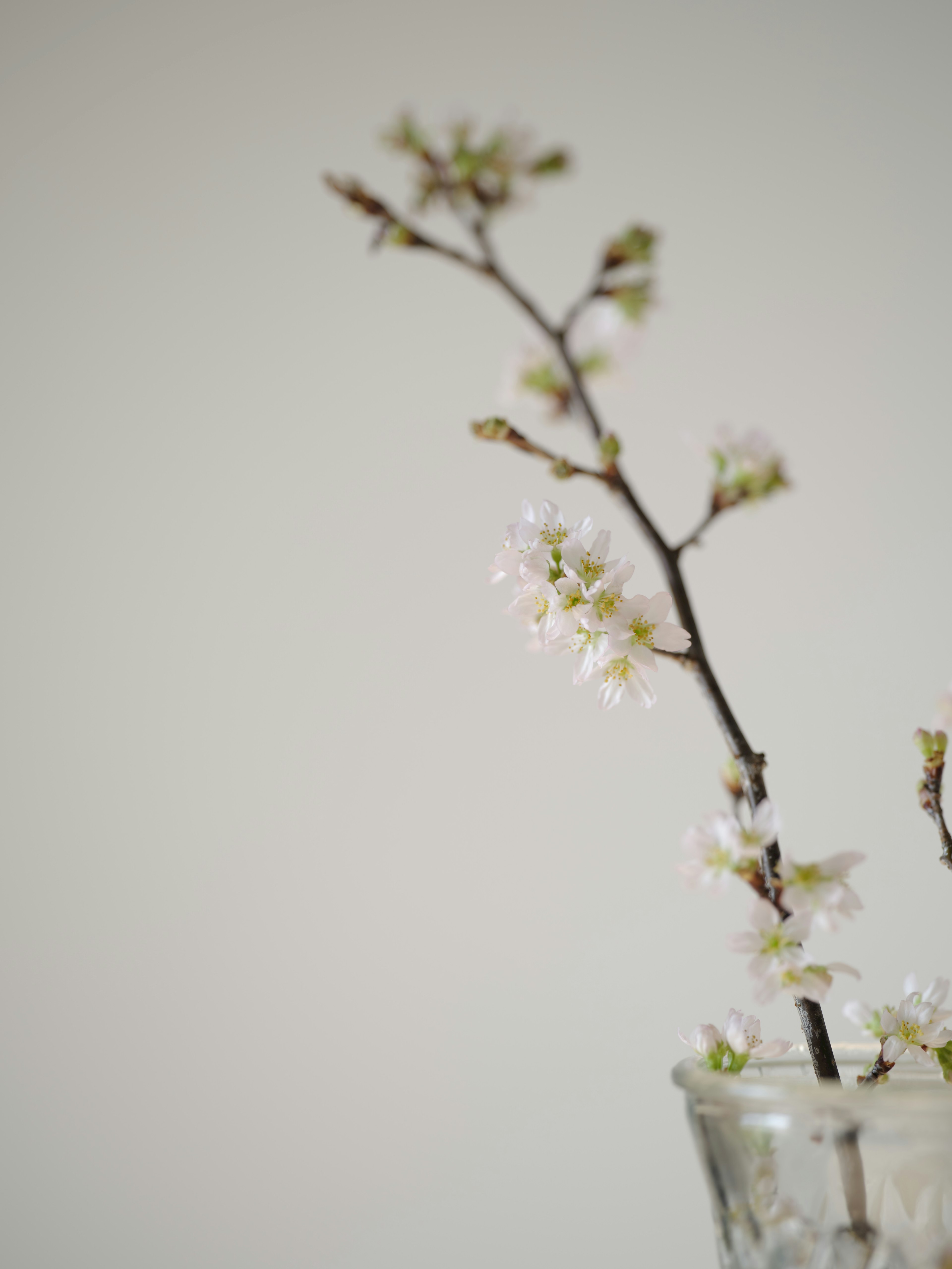 A branch with white flowers arranged in a clear vase against a neutral background