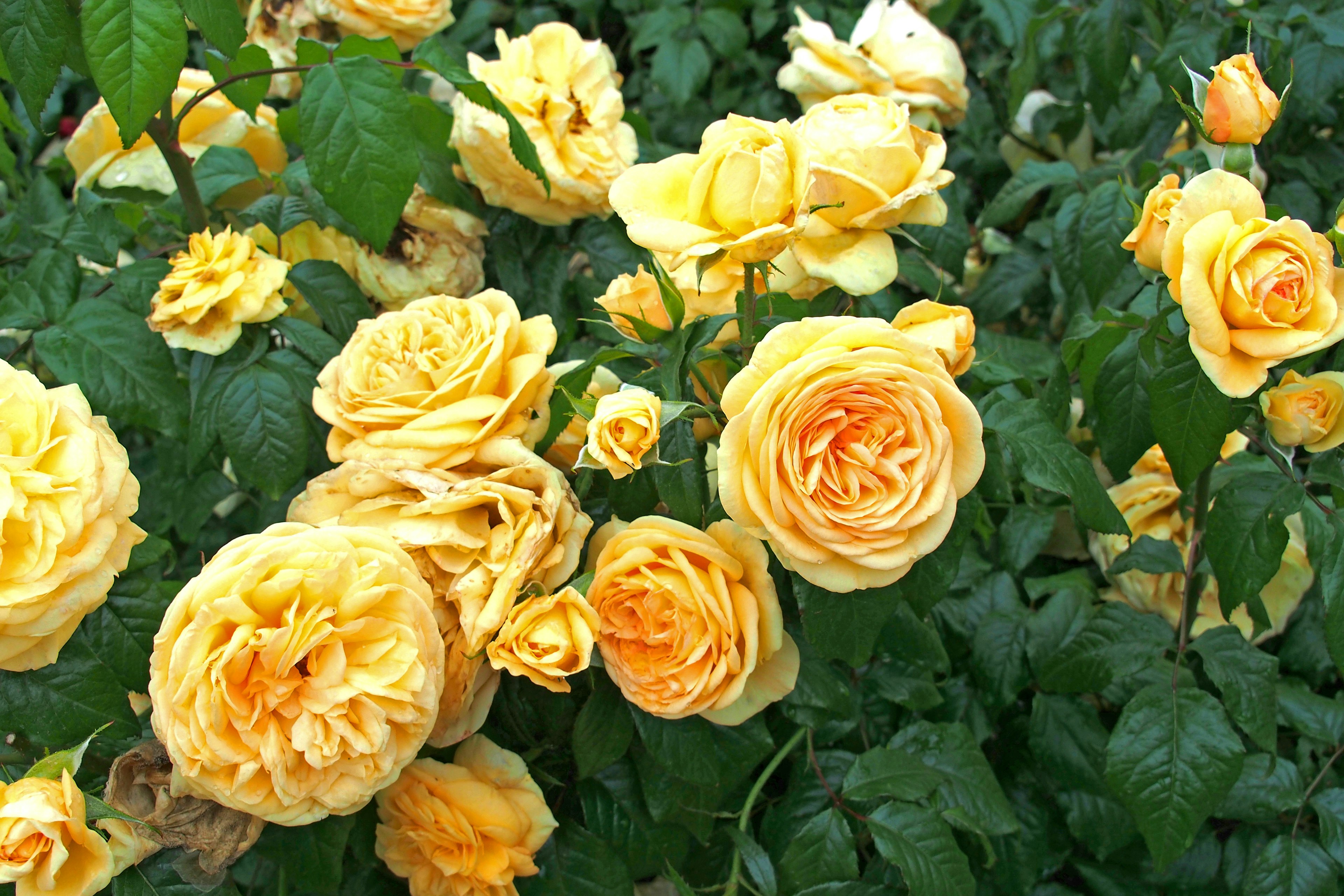 Una escena de jardín con rosas amarillas en flor