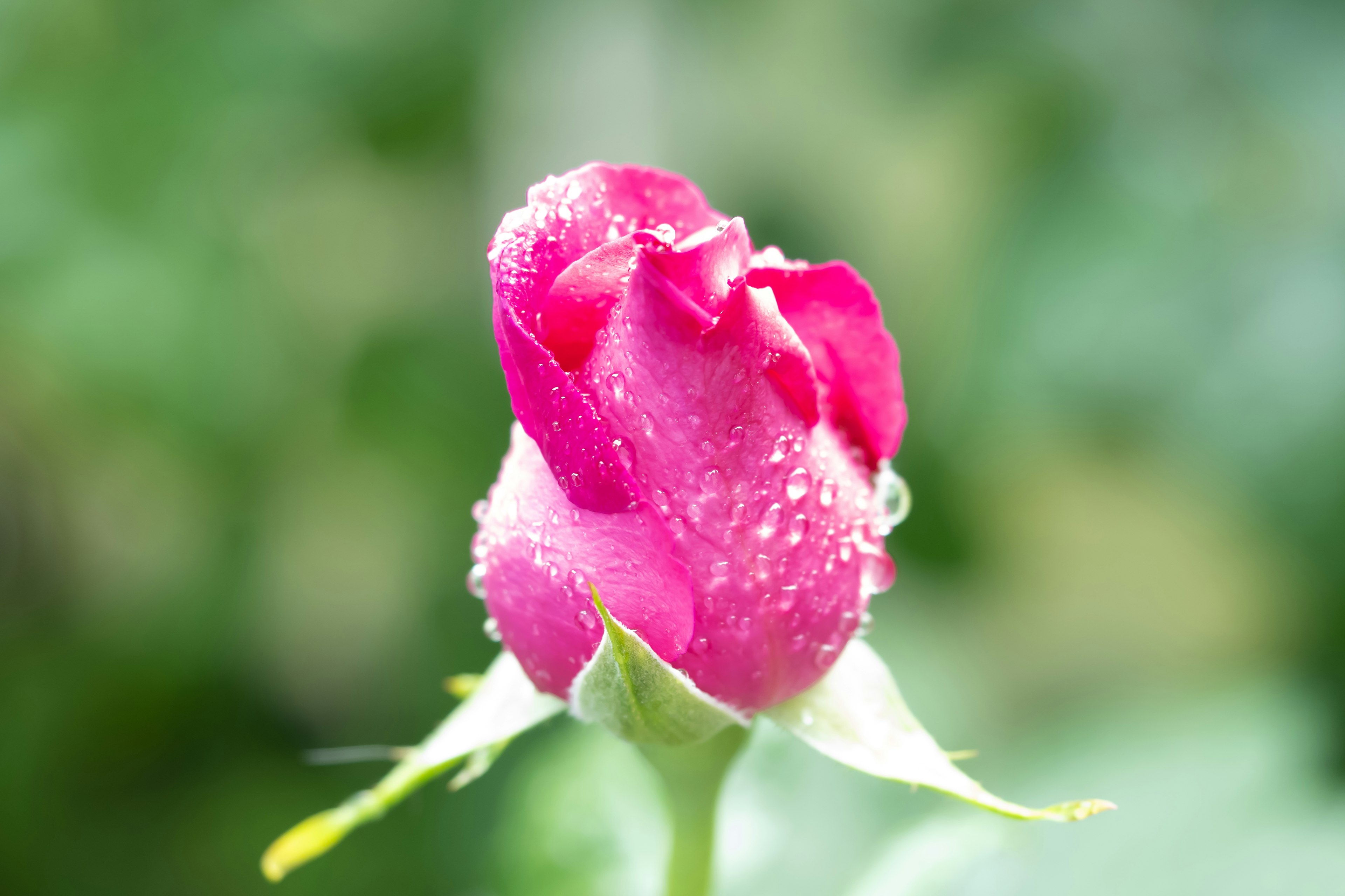 Vibrant pink rosebud adorned with water droplets