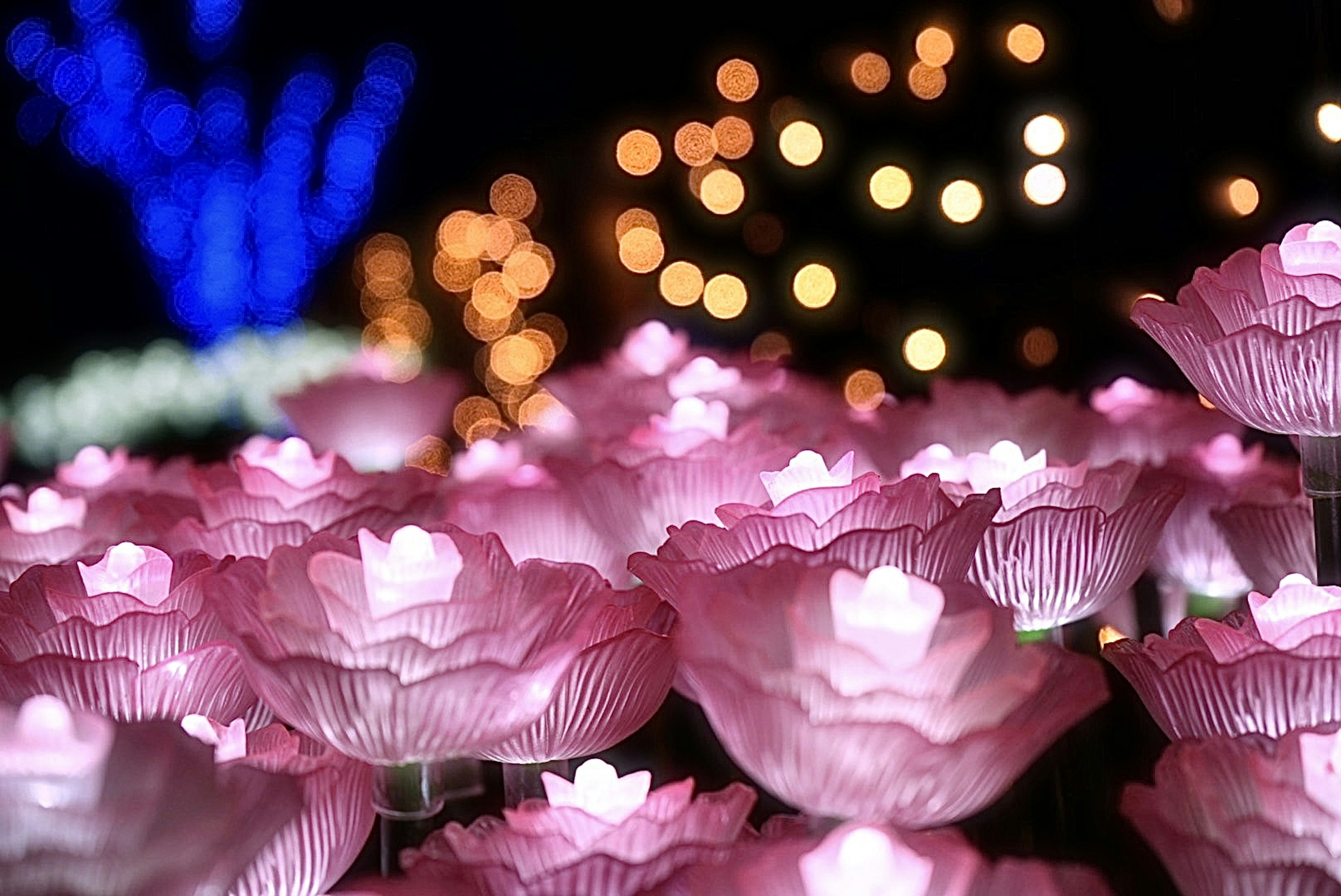 Illuminierte rosa Lotusblumen mit verschwommenen Lichtern im Hintergrund