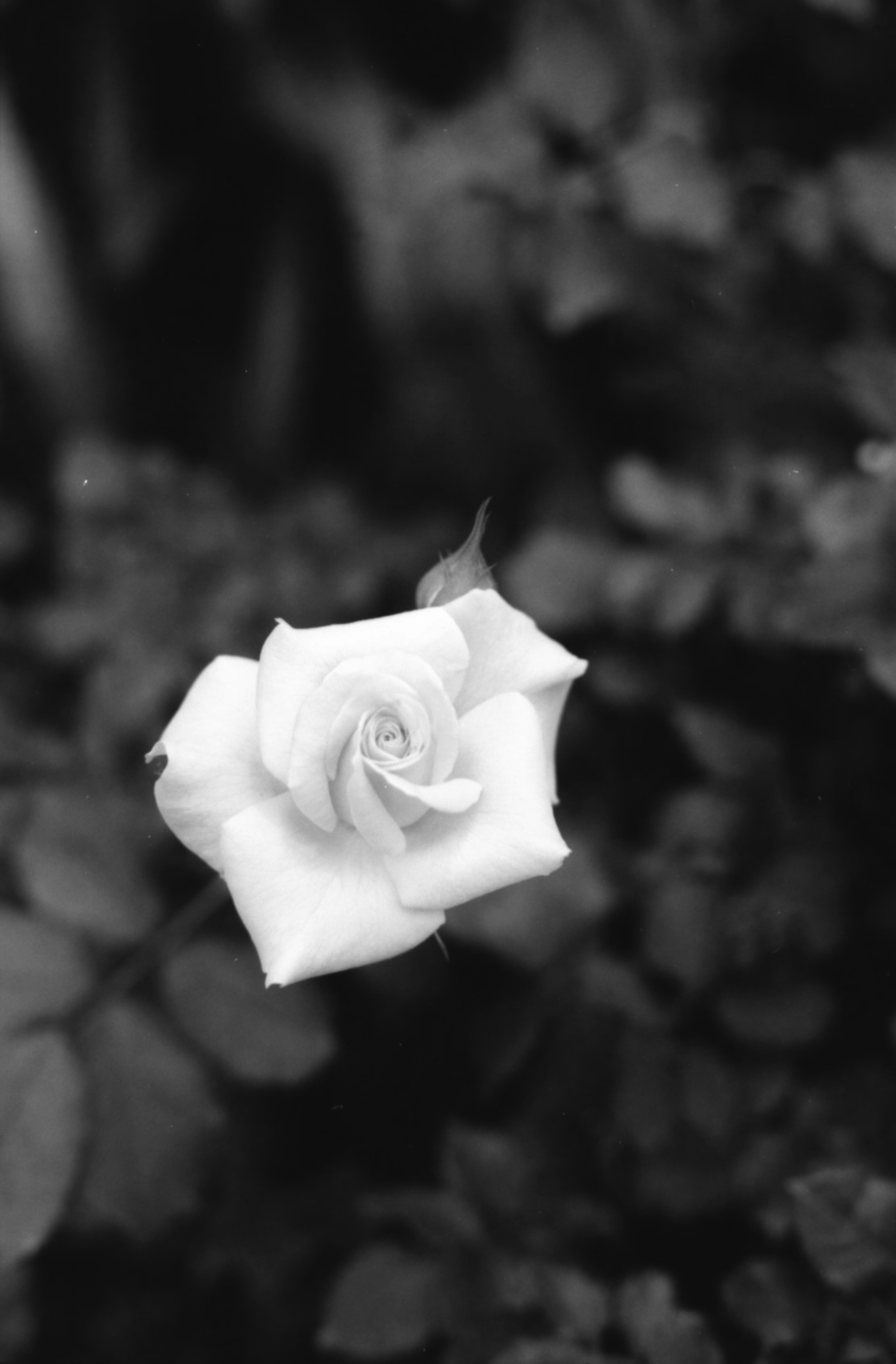 Una rosa bianca spicca contro foglie verdi scure in una fotografia in bianco e nero