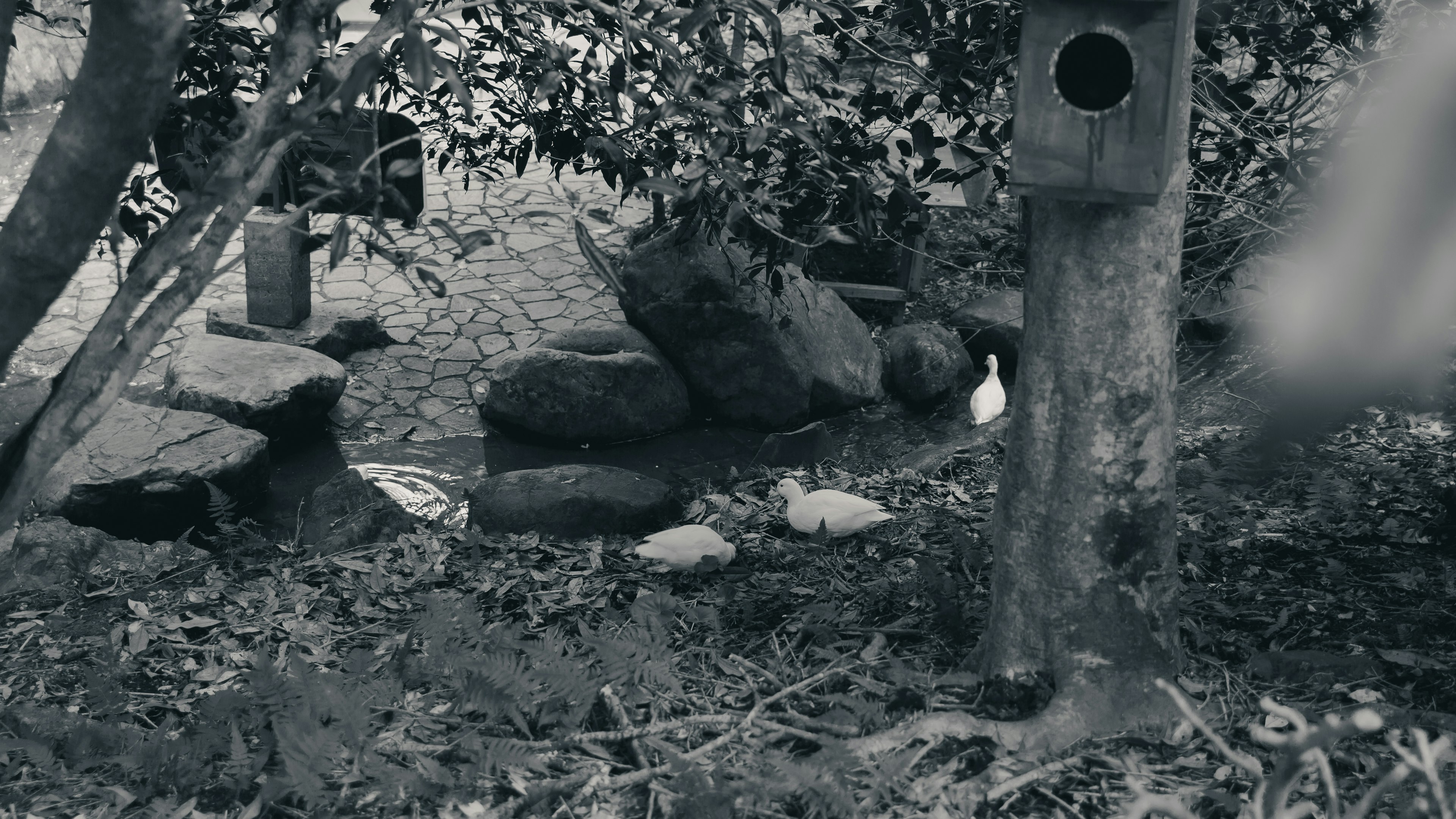 Scène de jardin en noir et blanc montrant des rochers et des arbres avec une nichoir