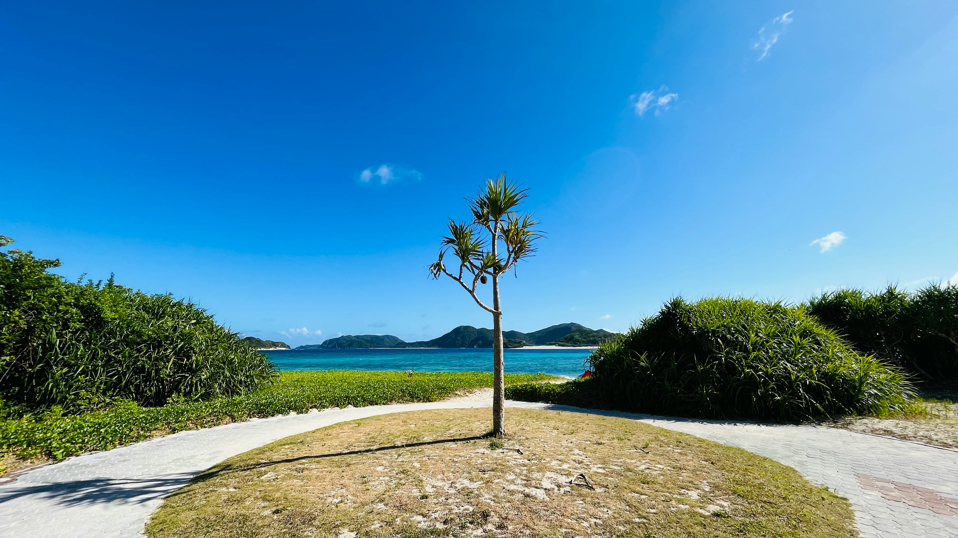 A single tree standing under a blue sky with lush greenery