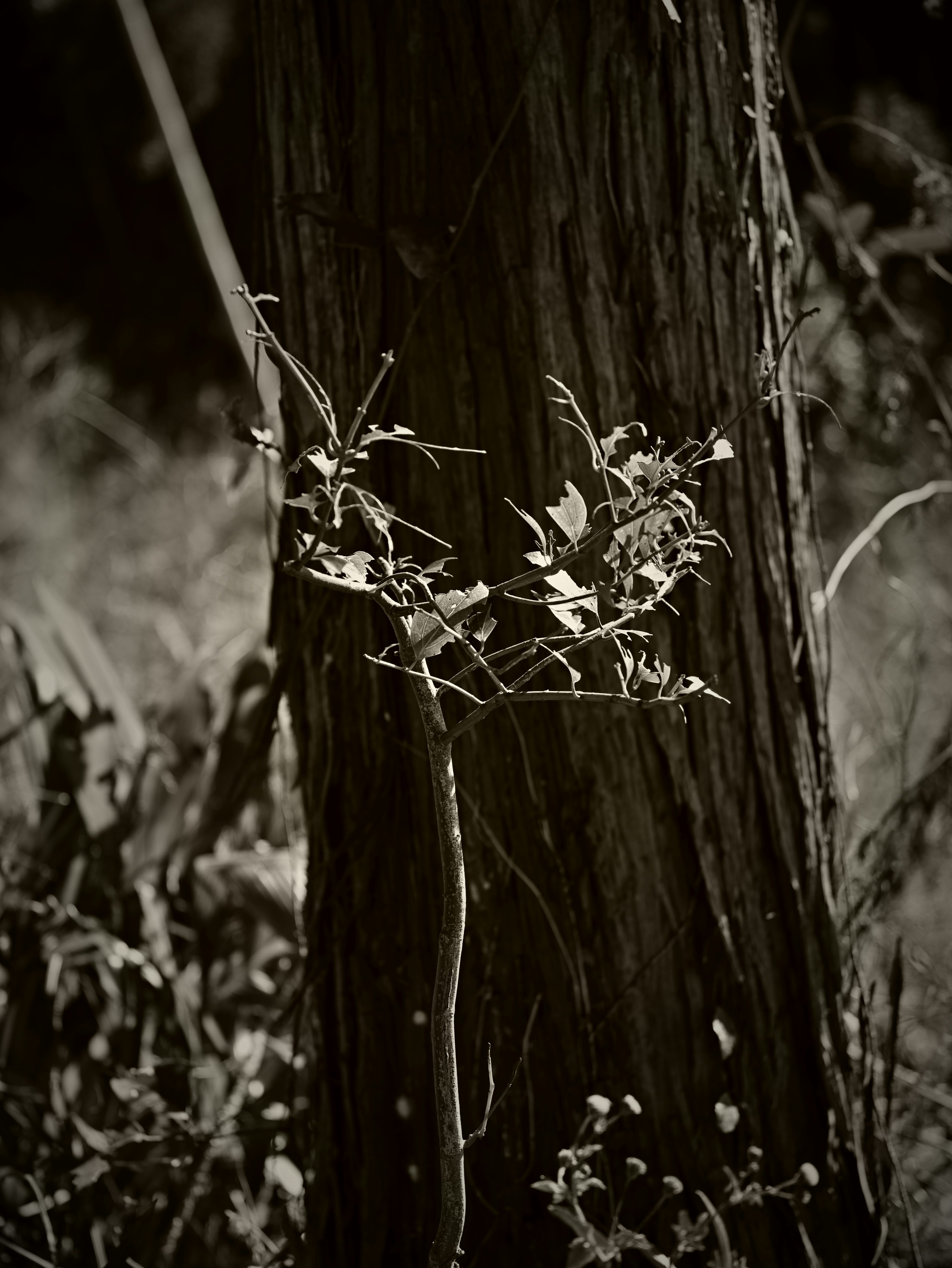 Foto en blanco y negro de pequeñas hojas y ramas entrelazadas en un tronco de árbol