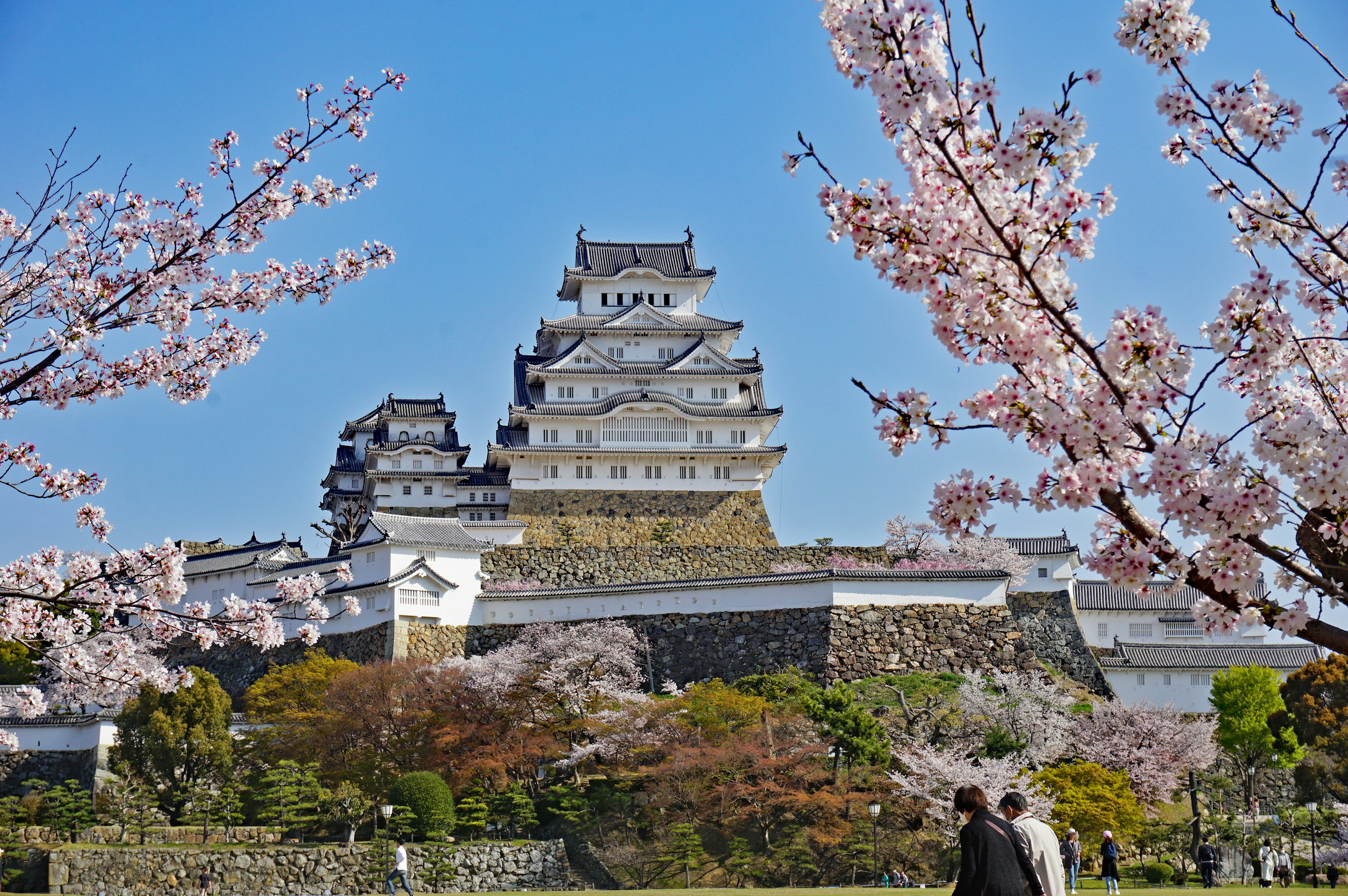 Pemandangan indah Kastil Himeji dikelilingi bunga sakura