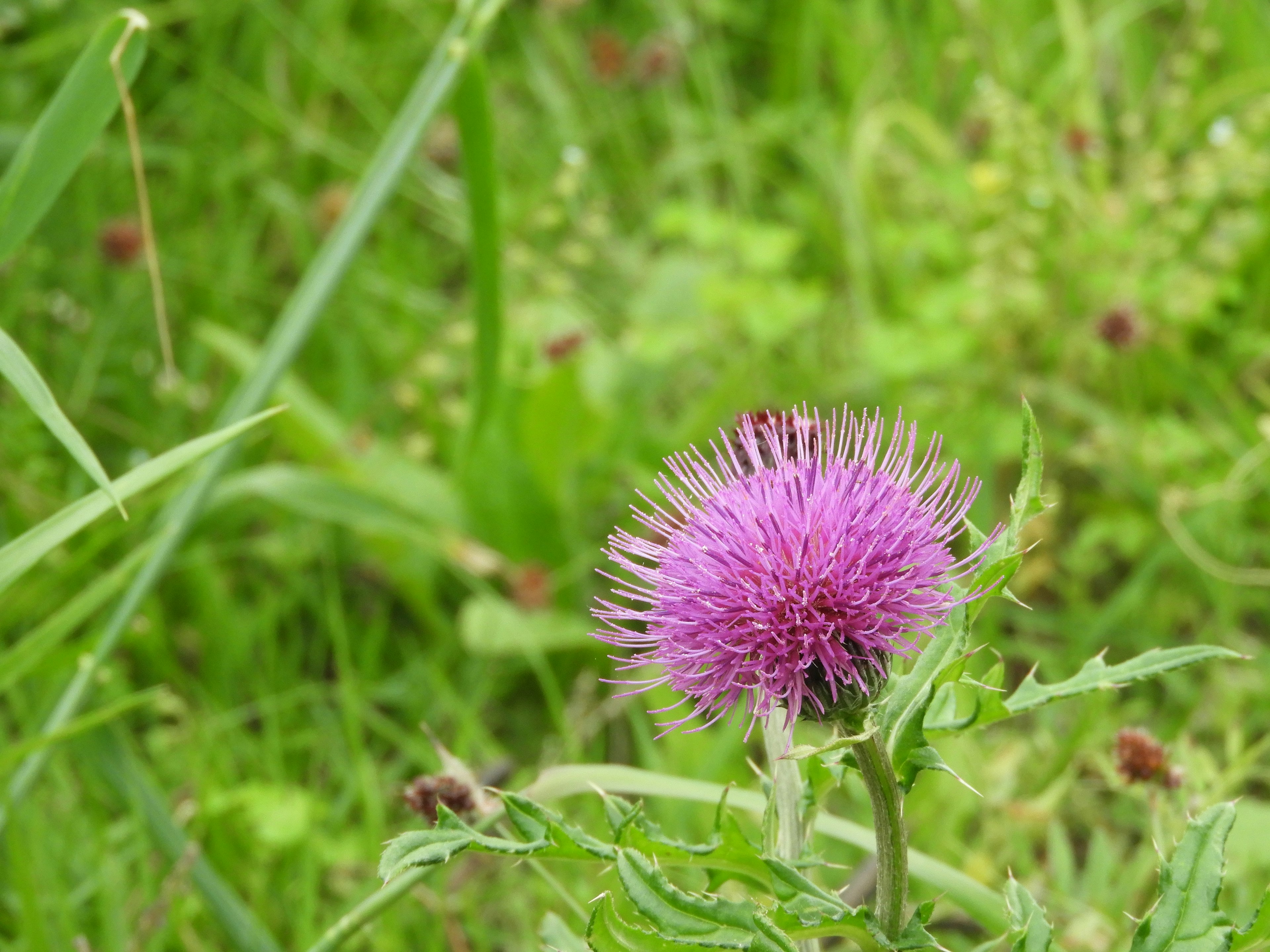 Nahaufnahme einer lila Blume, die im grünen Gras blüht