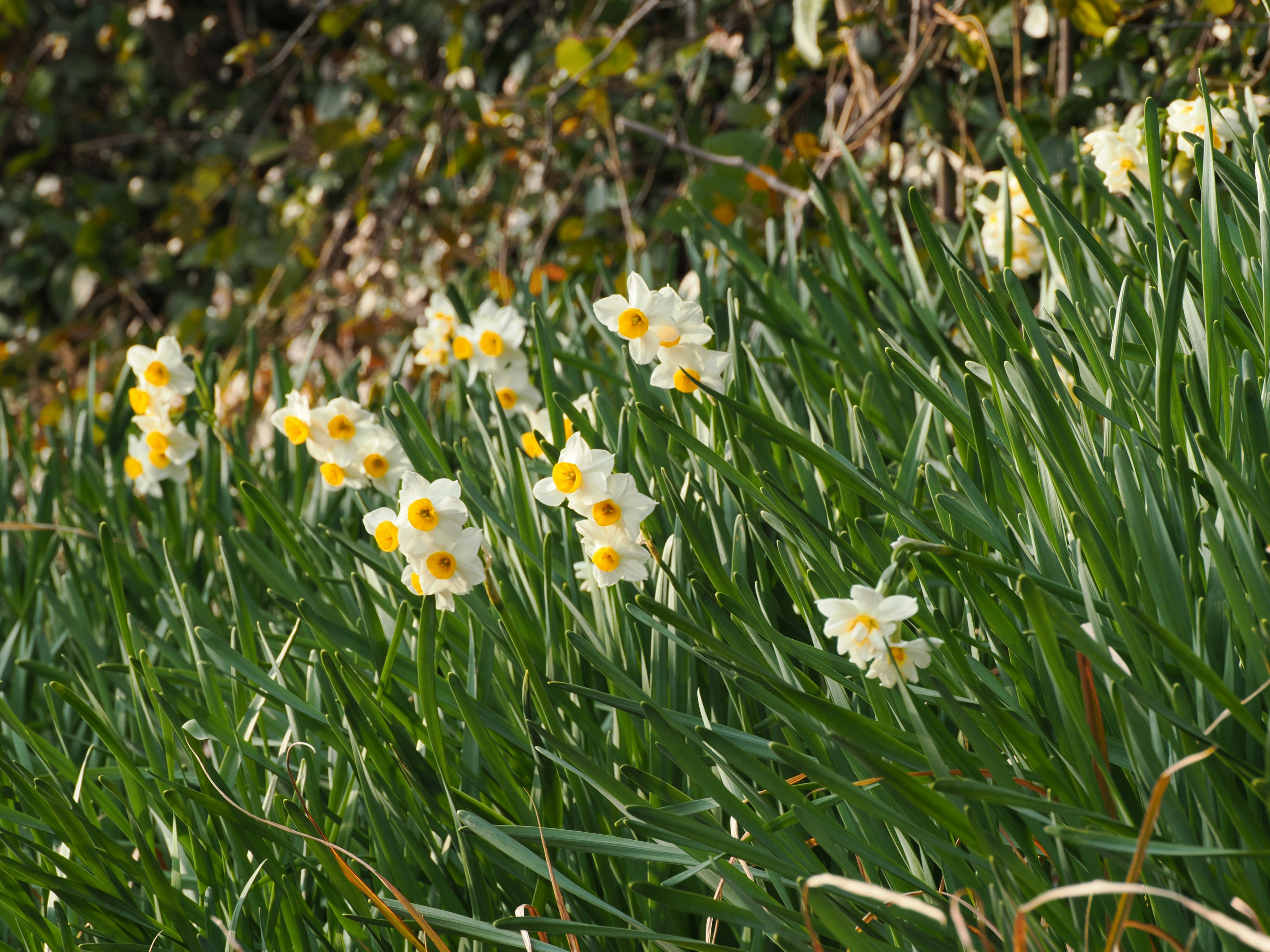 Eine Gruppe von weißen Blumen mit gelben Mitte umgeben von grünem Gras