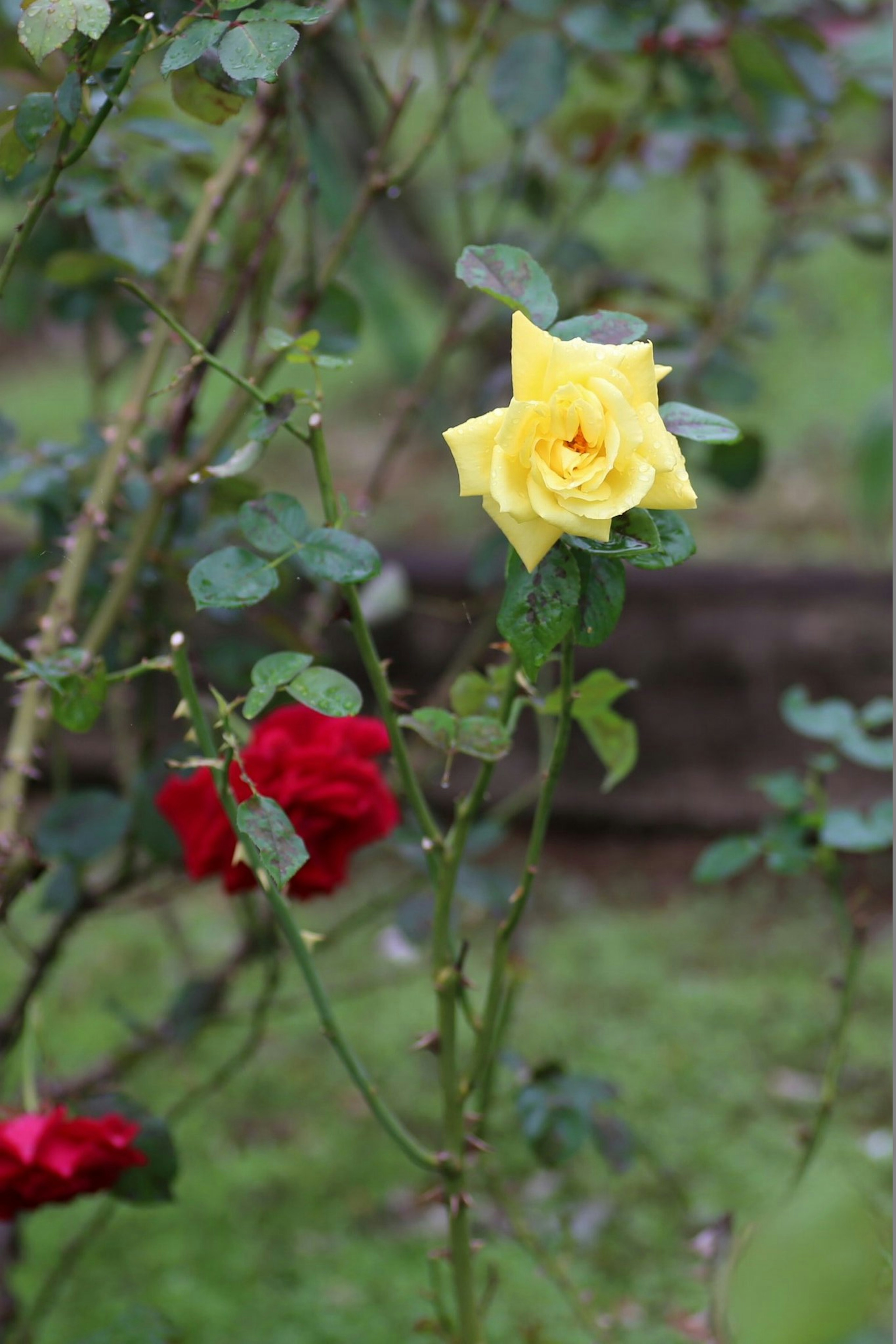 A yellow rose and red roses blooming in a garden