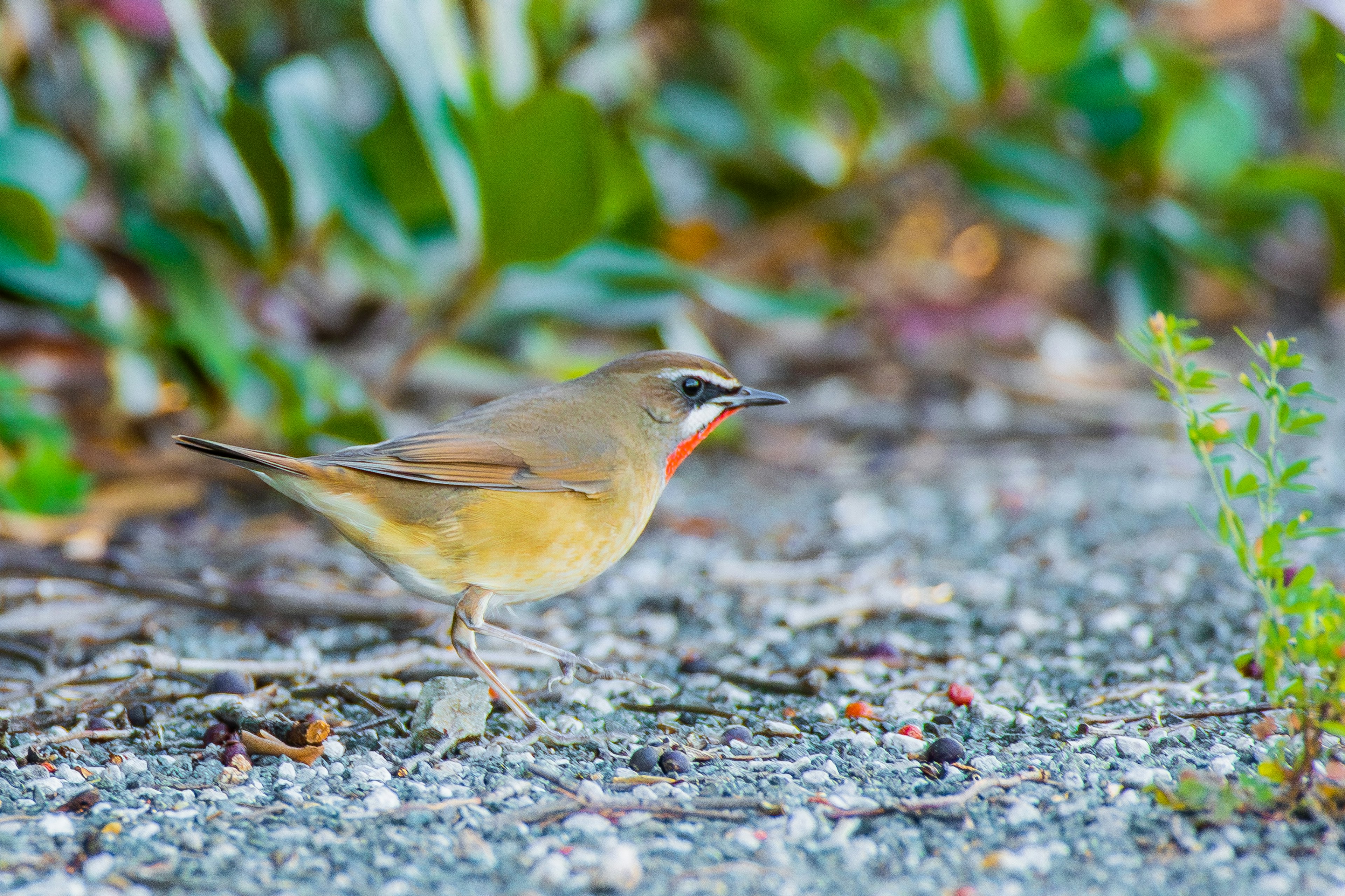 Petit oiseau se tenant au sol avec un arrière-plan vert et du gravier fin