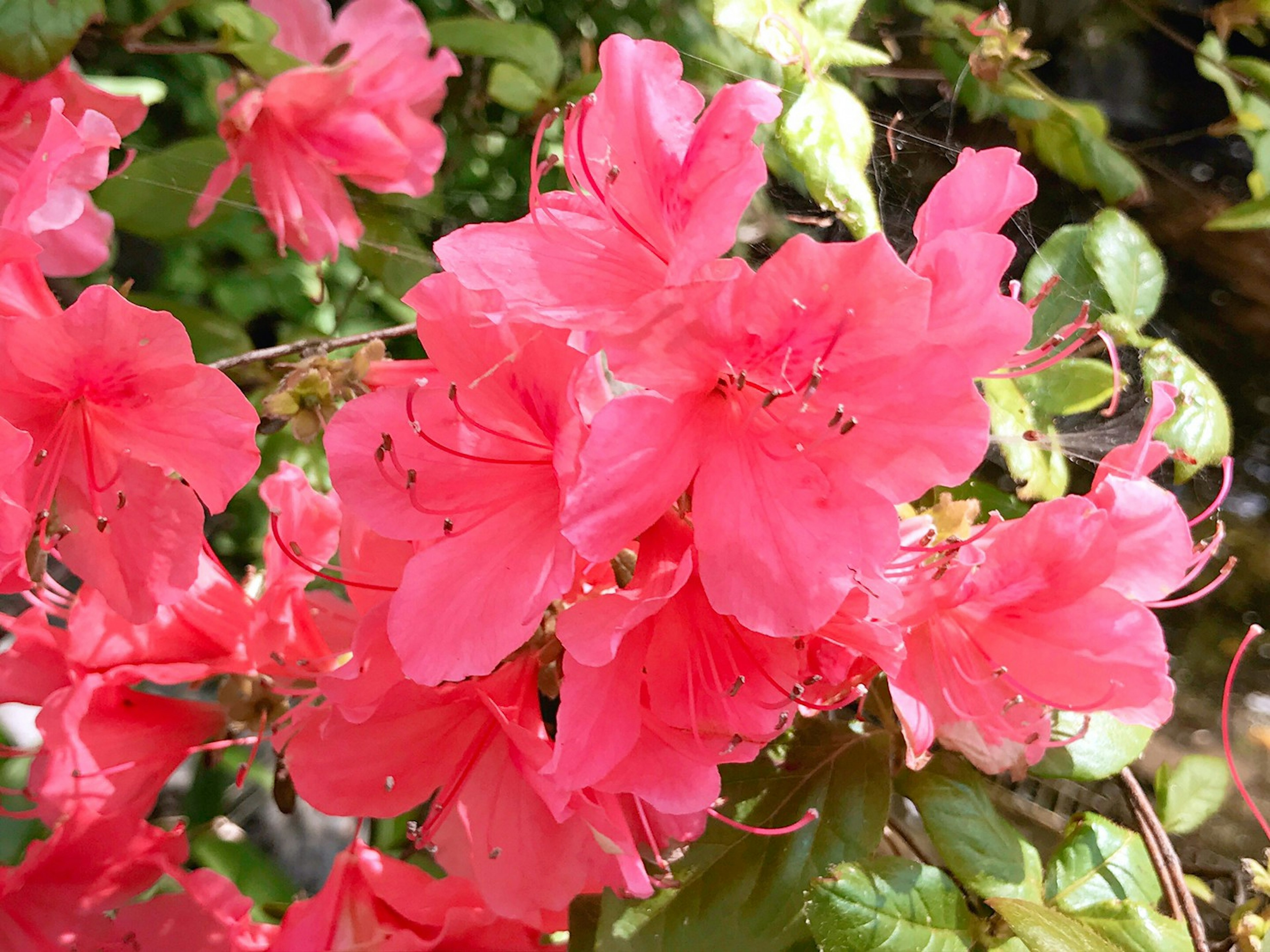 Fleurs d'azalée roses vives en pleine floraison