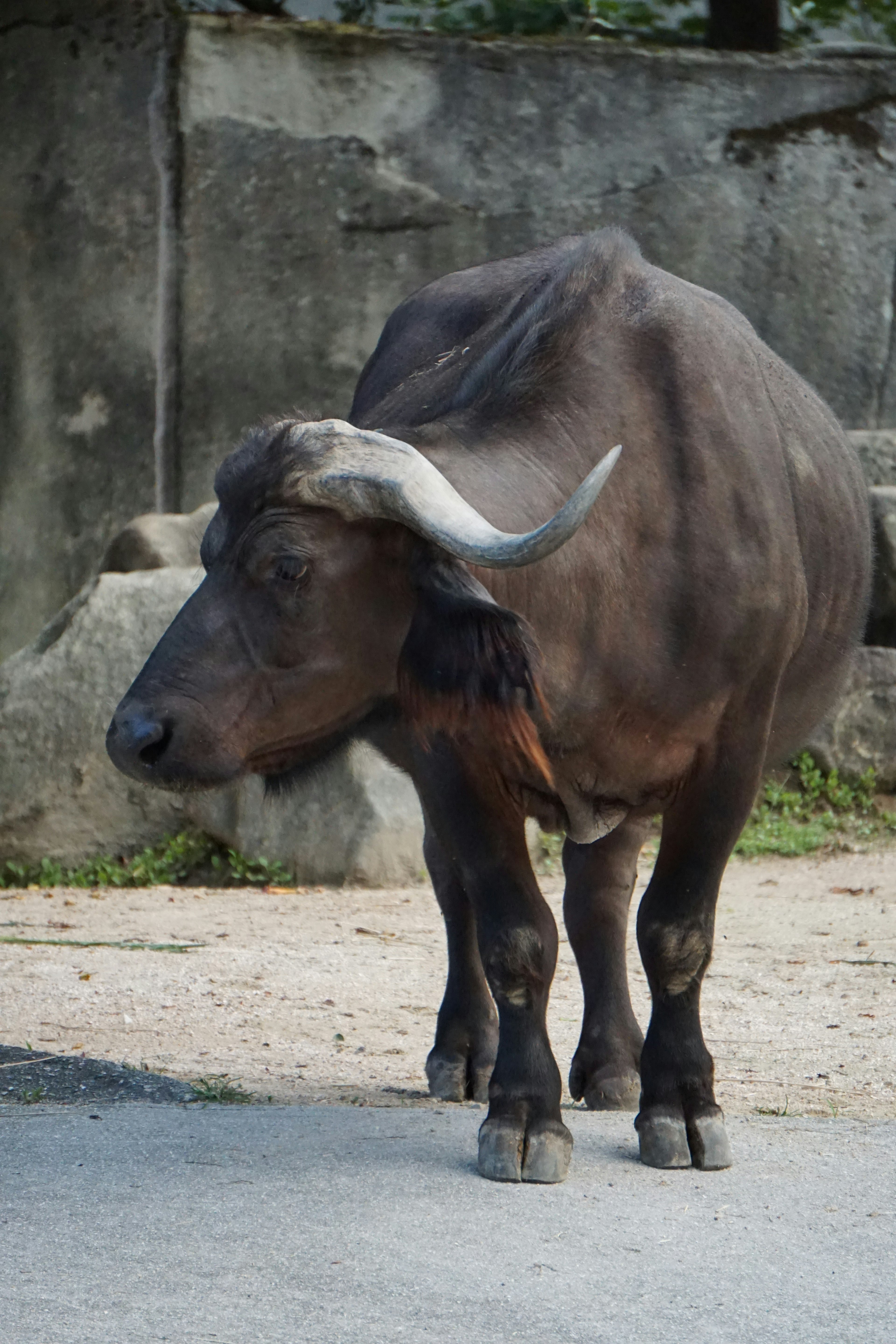 Buffle noir vu de côté dans un environnement naturel