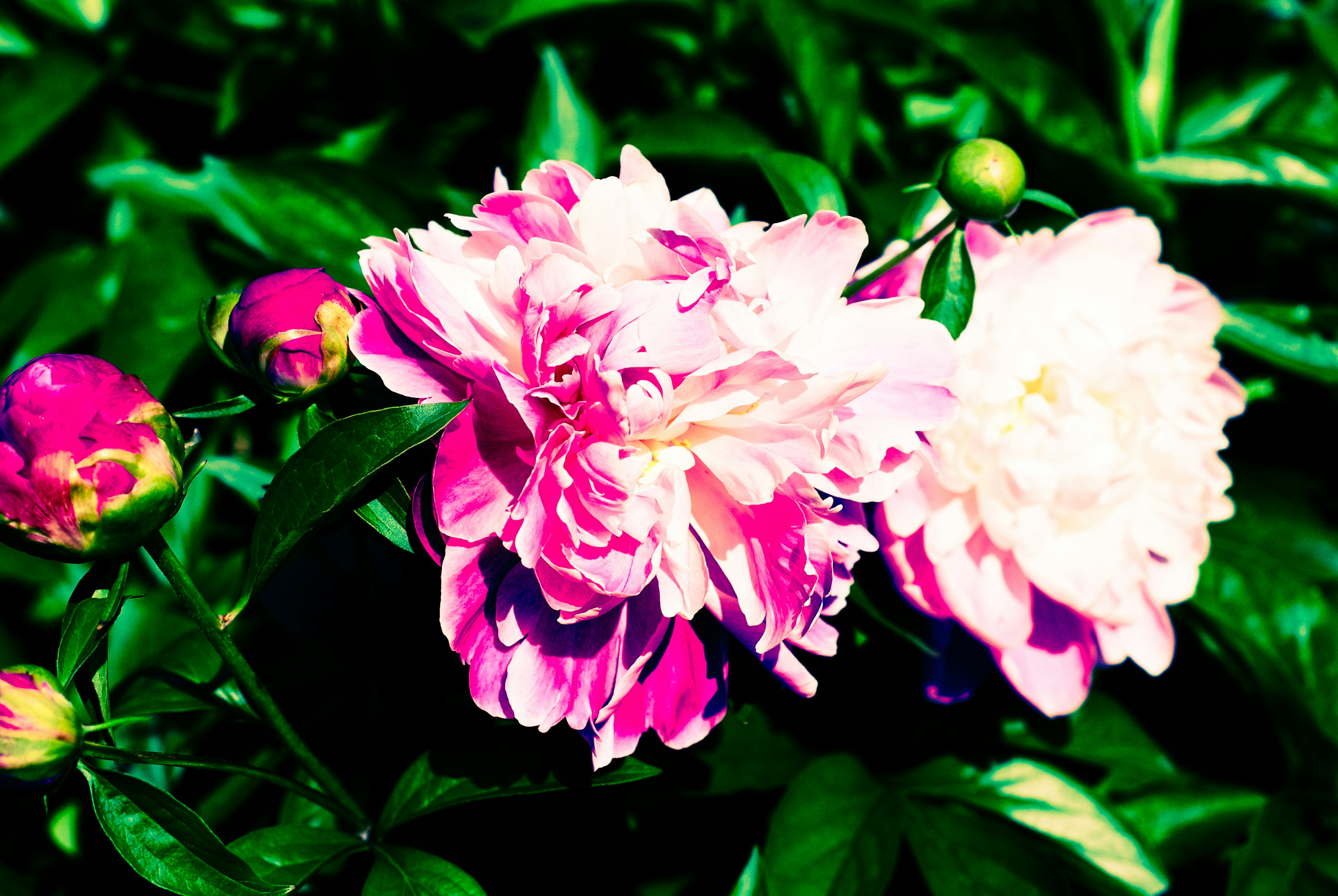 Pivoines aux couleurs vives fleurissant sur un fond de feuilles vertes luxuriantes