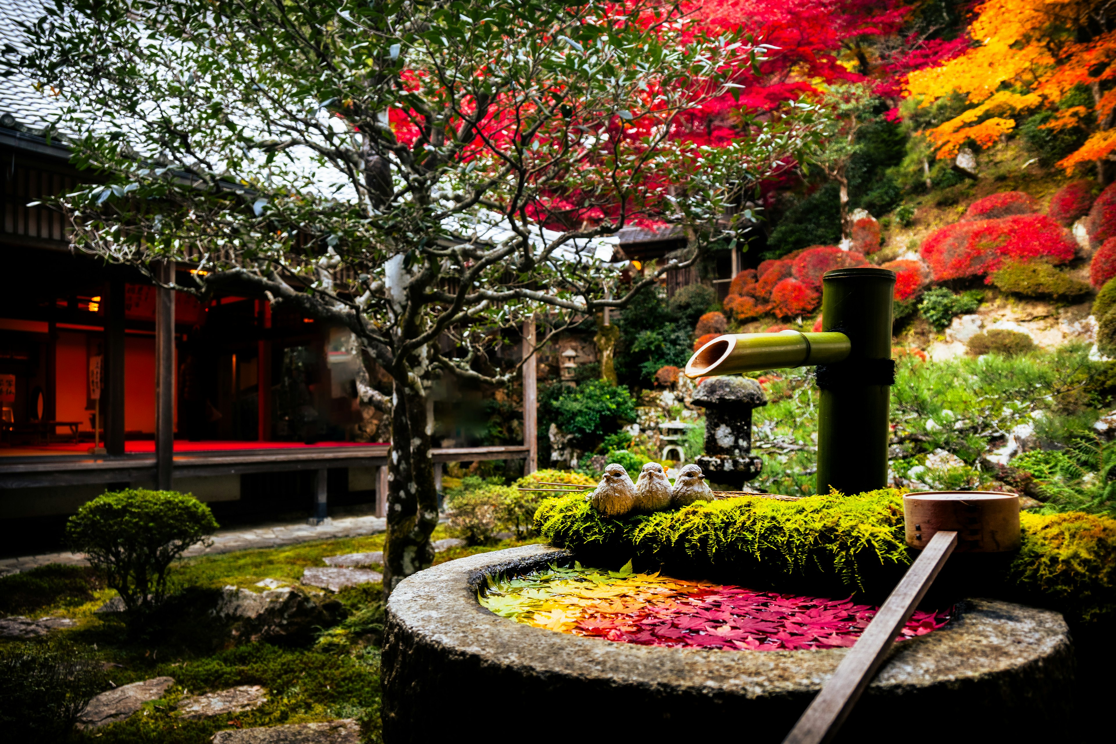 Hermoso jardín japonés con vibrante follaje de otoño