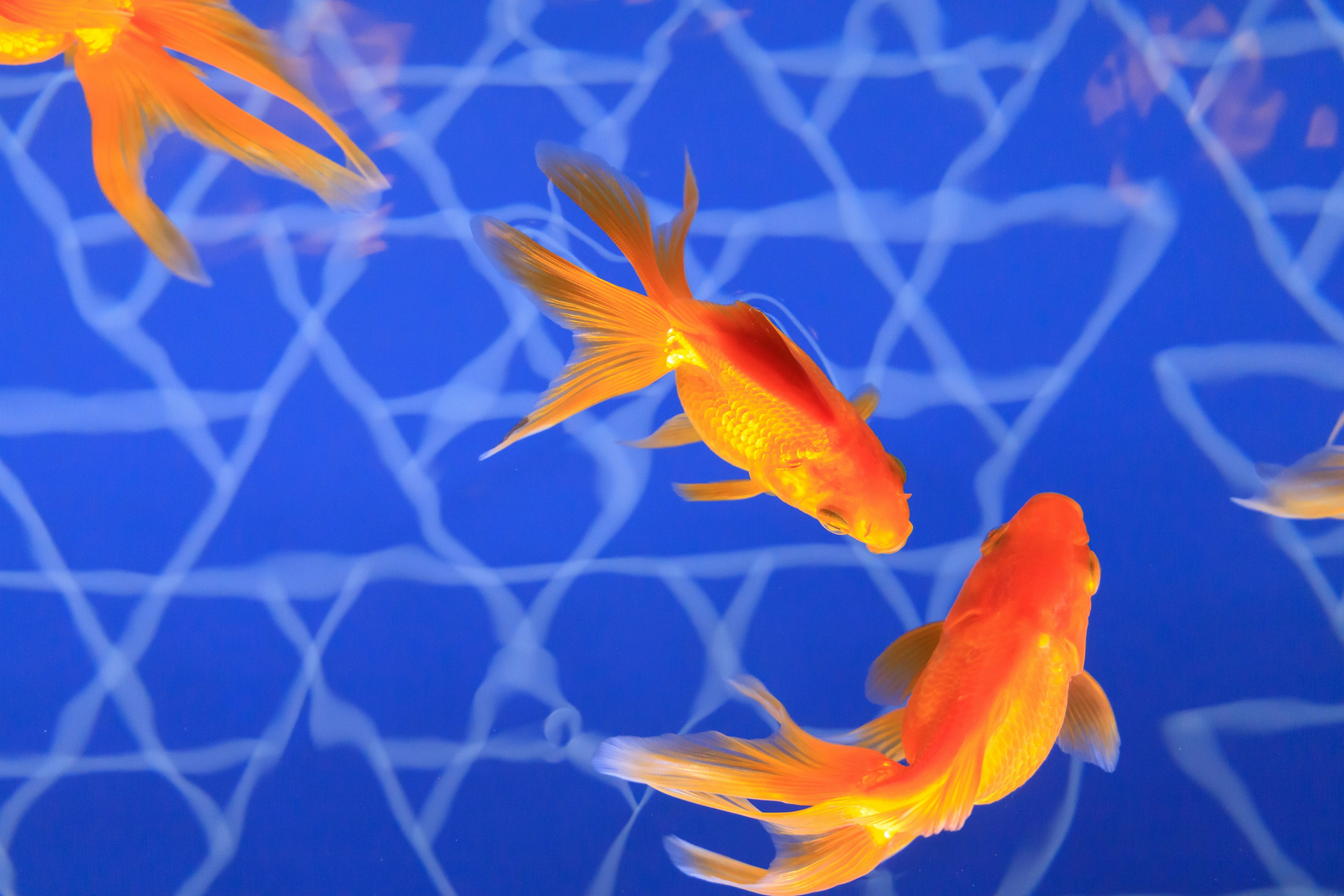 Vibrant orange goldfish swimming in blue water