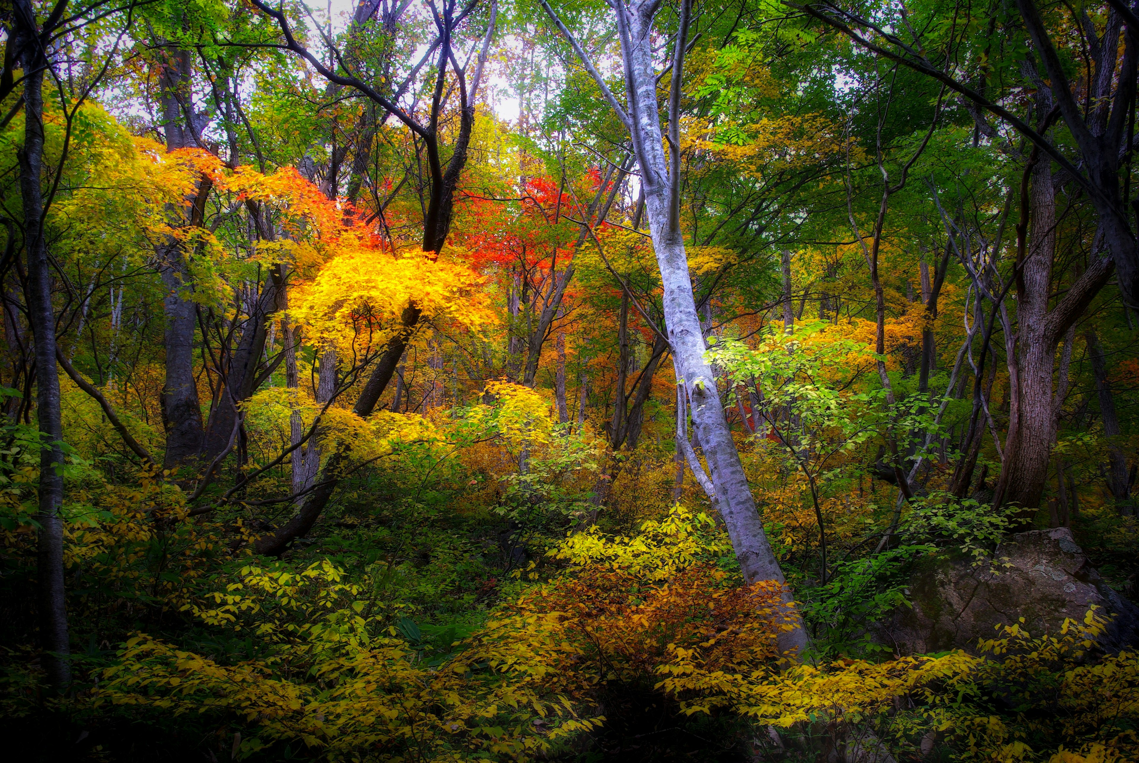 Bosque otoñal vibrante con árboles coloridos y follaje