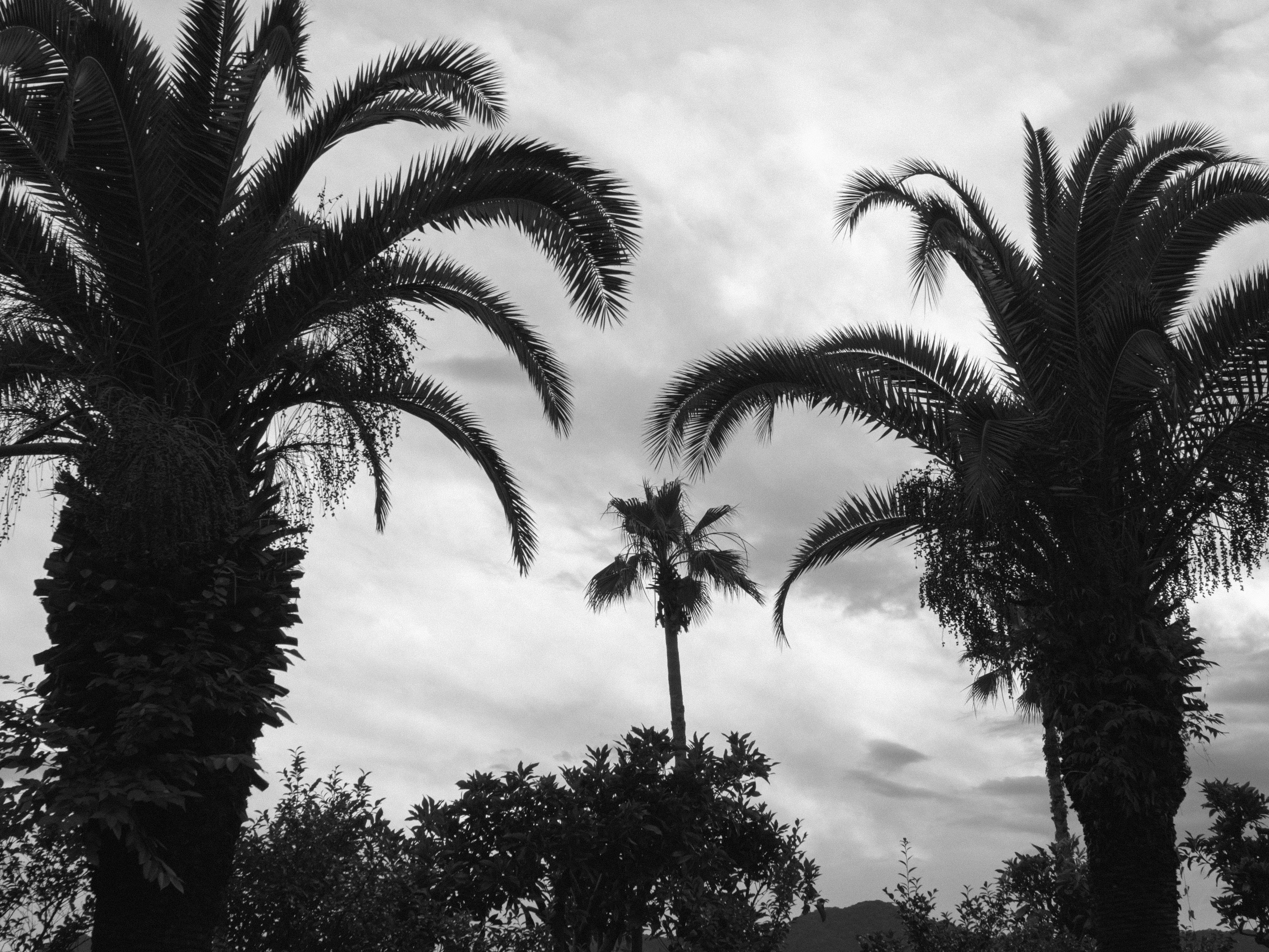 Paisaje en blanco y negro con palmeras que se elevan hacia el cielo