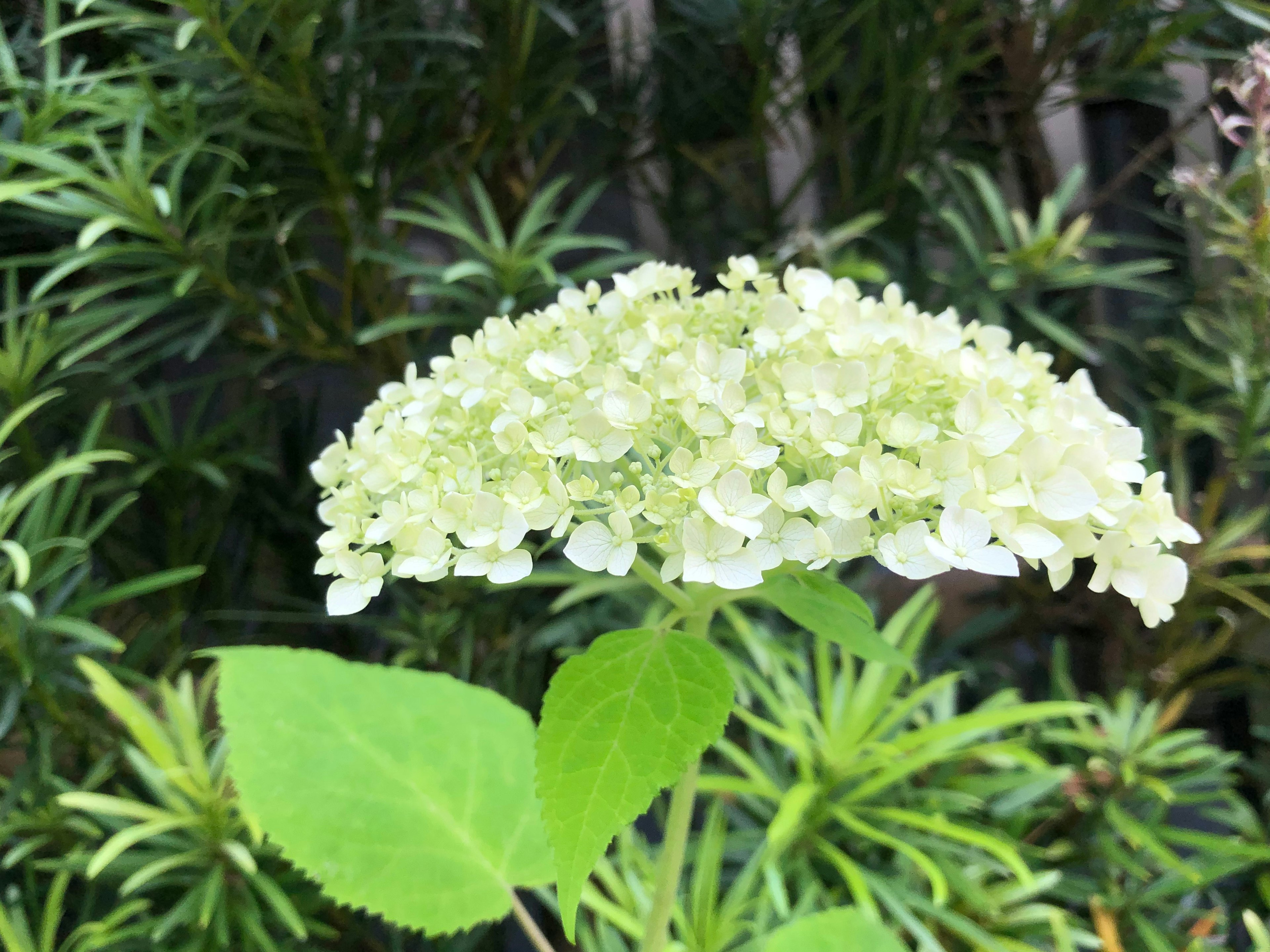 白い花と緑の葉を持つアジサイの花