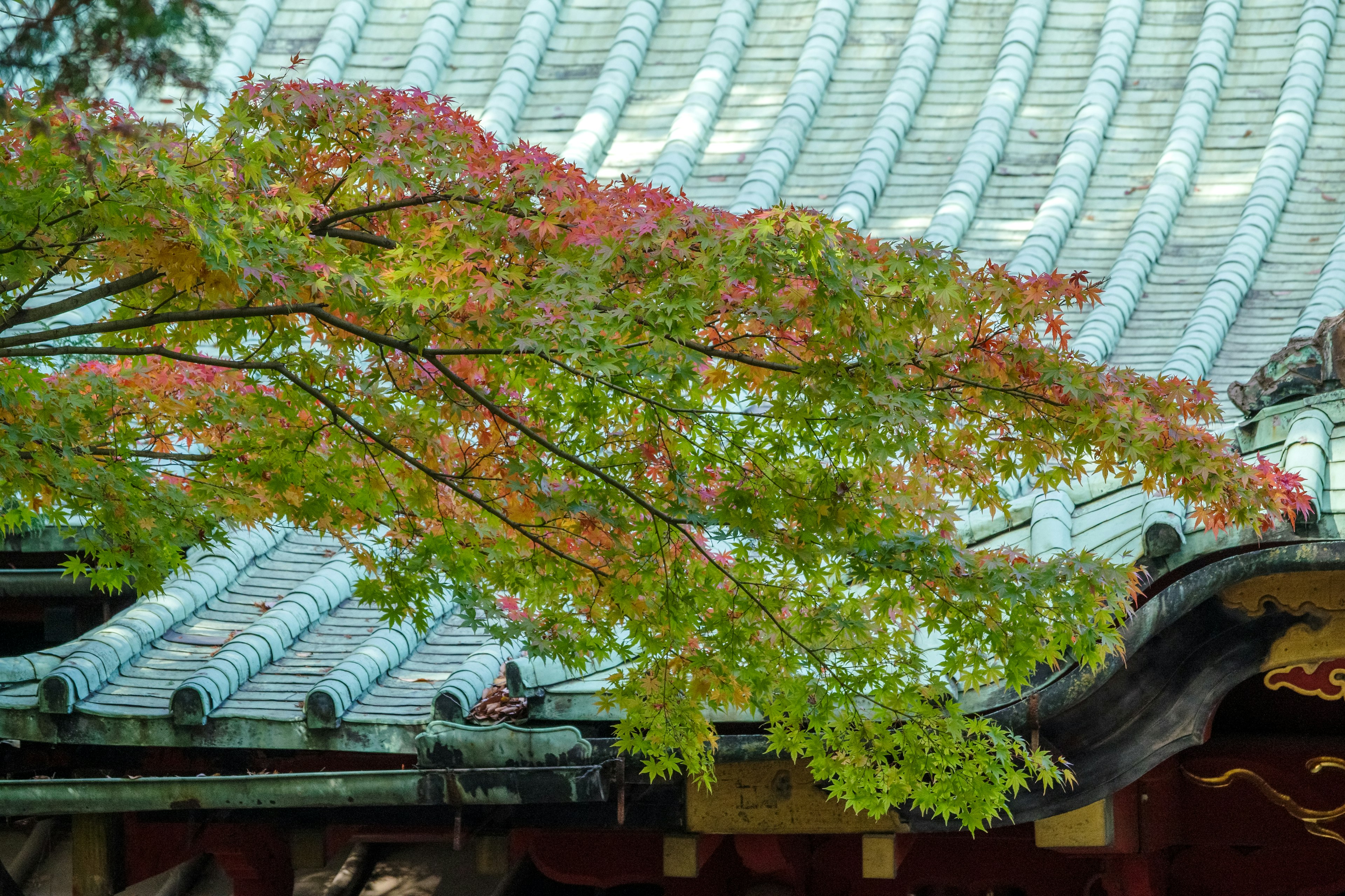 Árbol con hojas rojas y verdes cerca de un techo tradicional