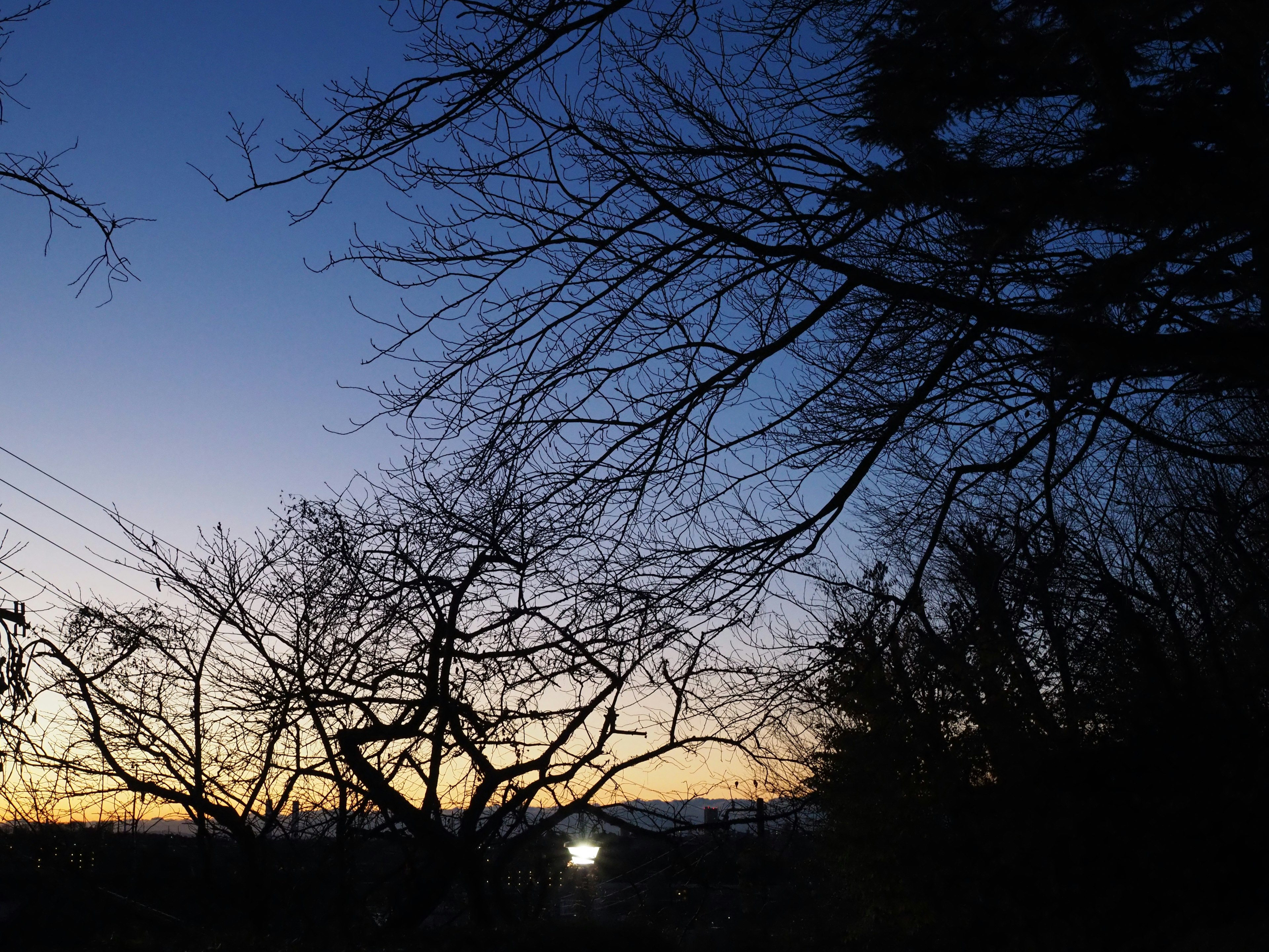 Silhouette von Bäumen vor einem Dämmerungshimmel