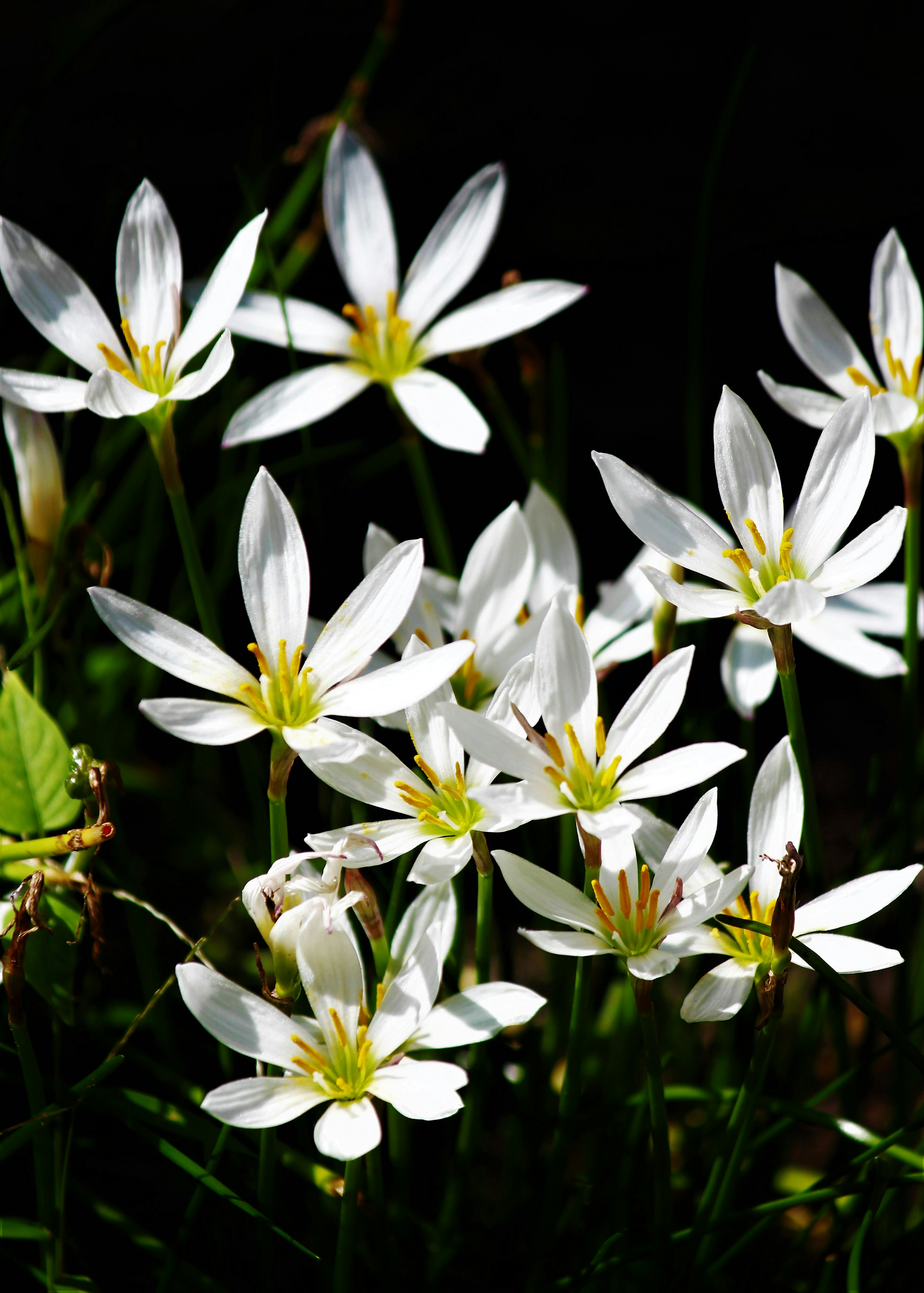 Groupe de fleurs blanches avec un fond d'herbe verte