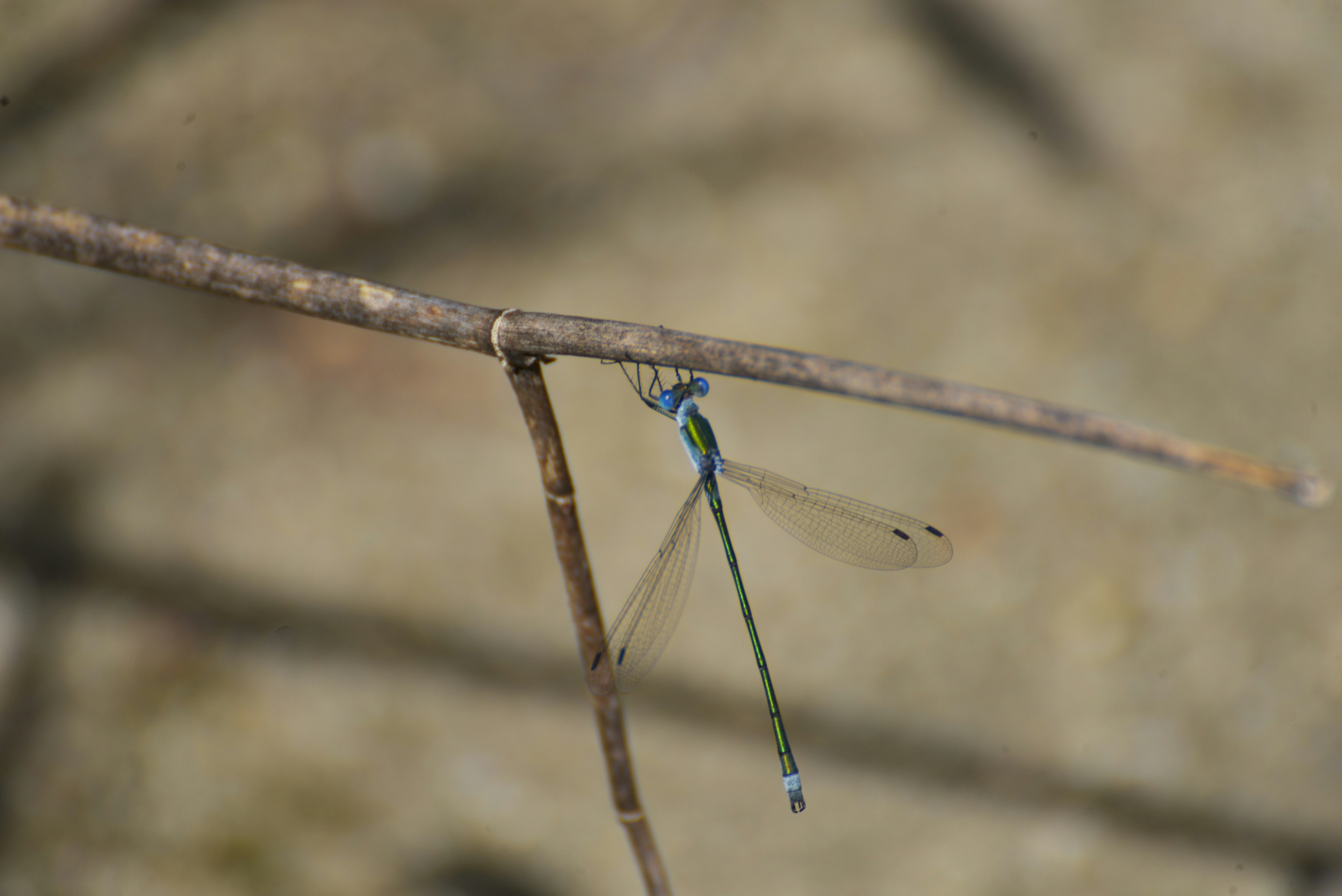 Une libellule bleue perchée sur une brindille