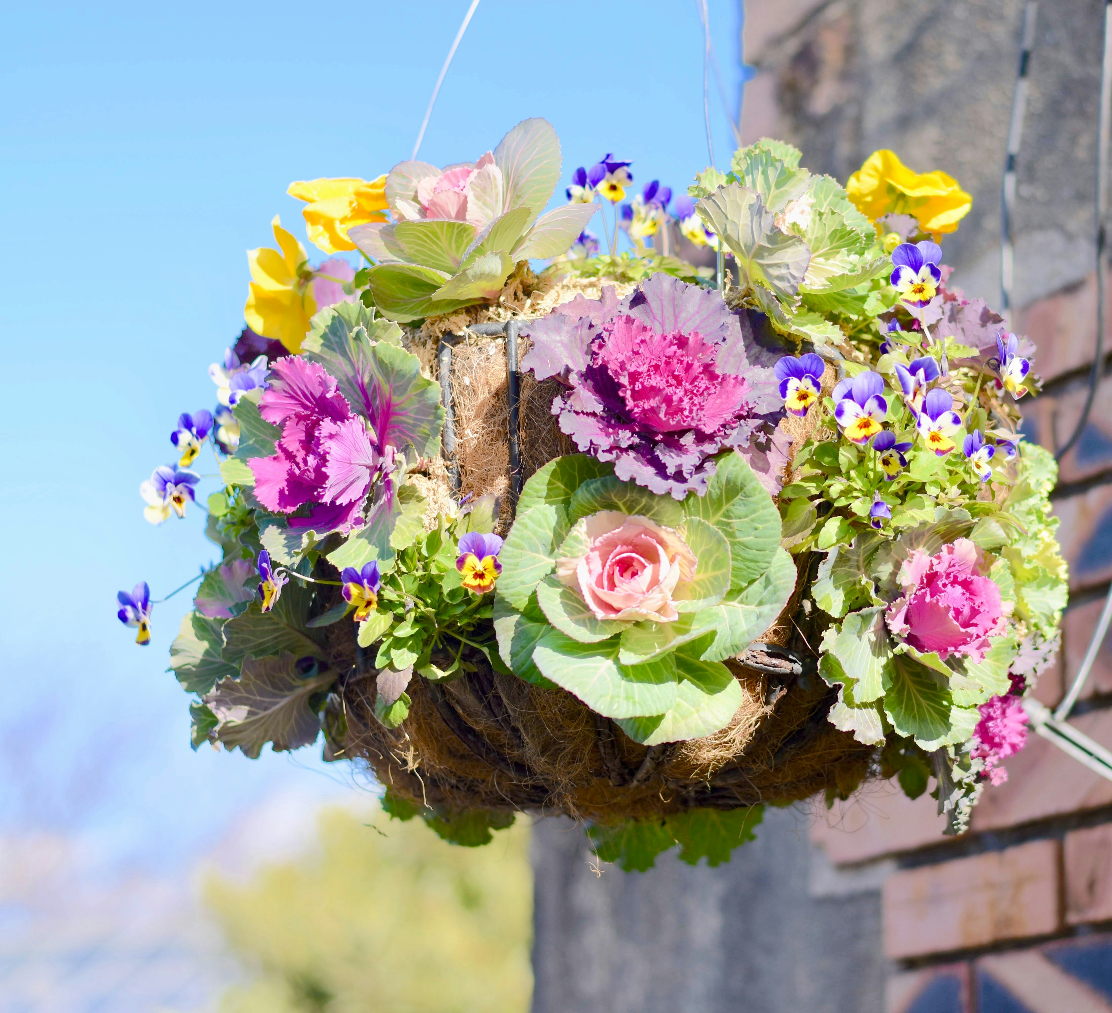 Panier de fleurs colorées suspendu à un mur