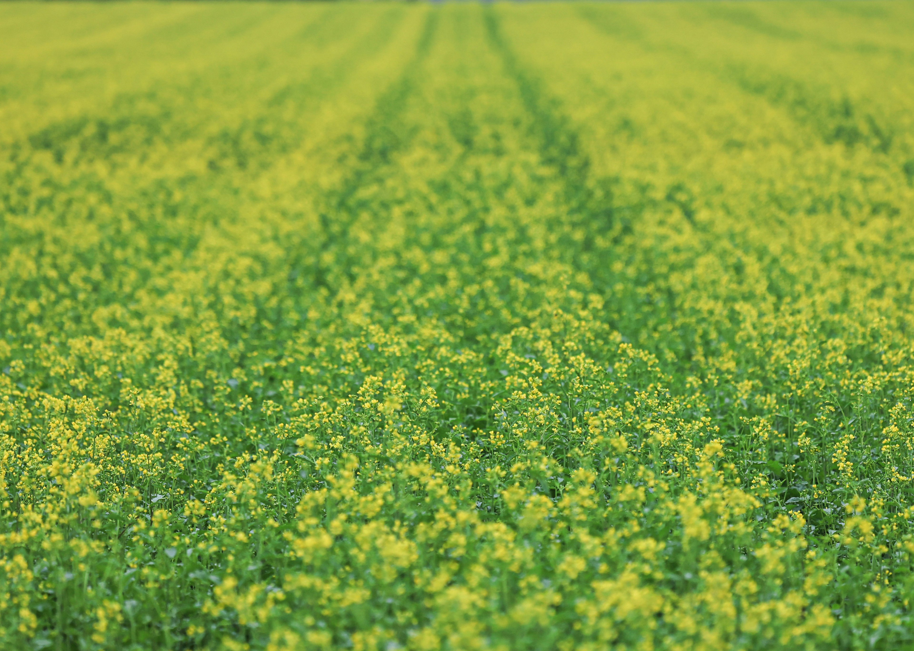 Un champ vert avec des fleurs jaunes en fleurs