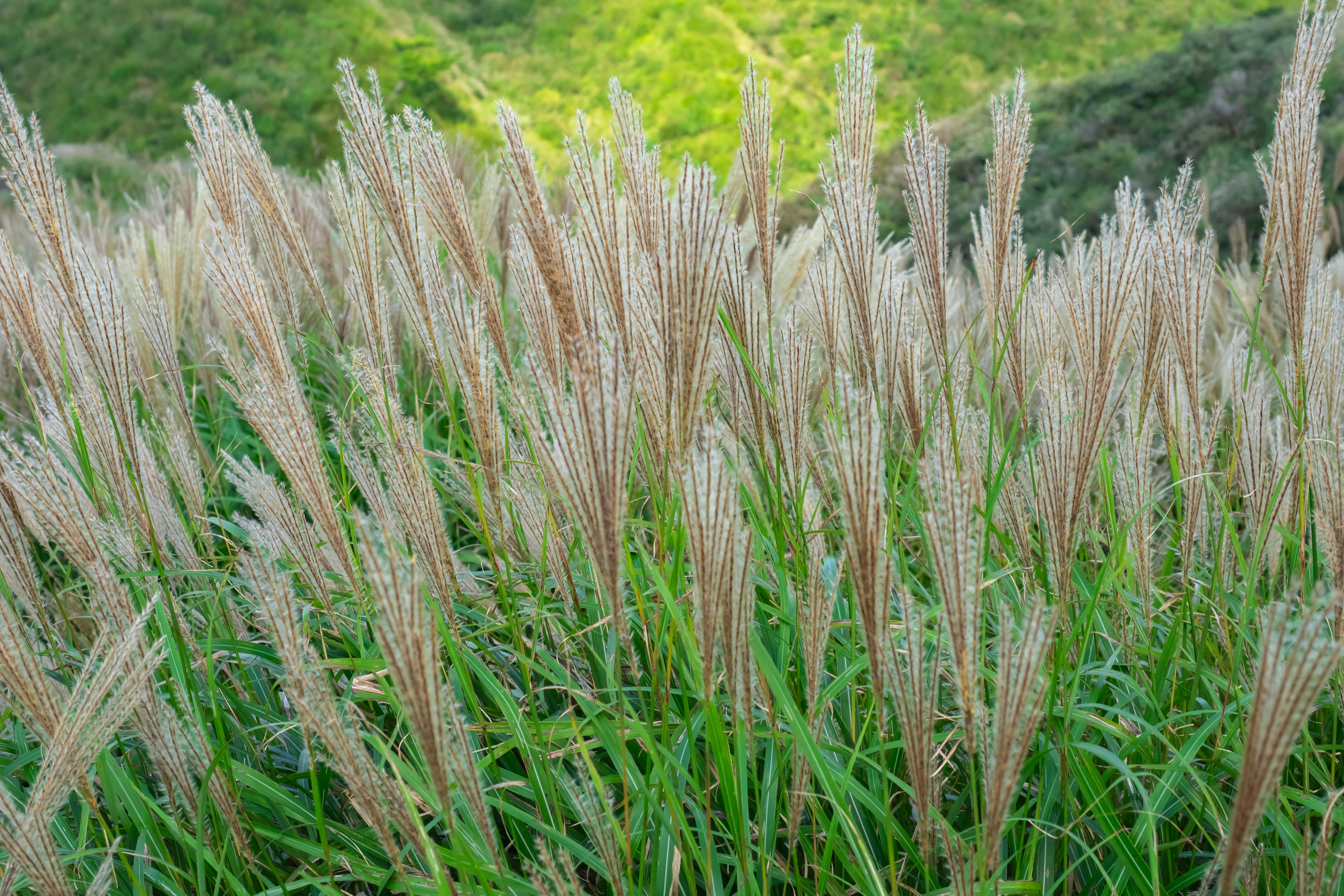 Un bellissimo paesaggio di prateria con spighe di fiori ondeggianti