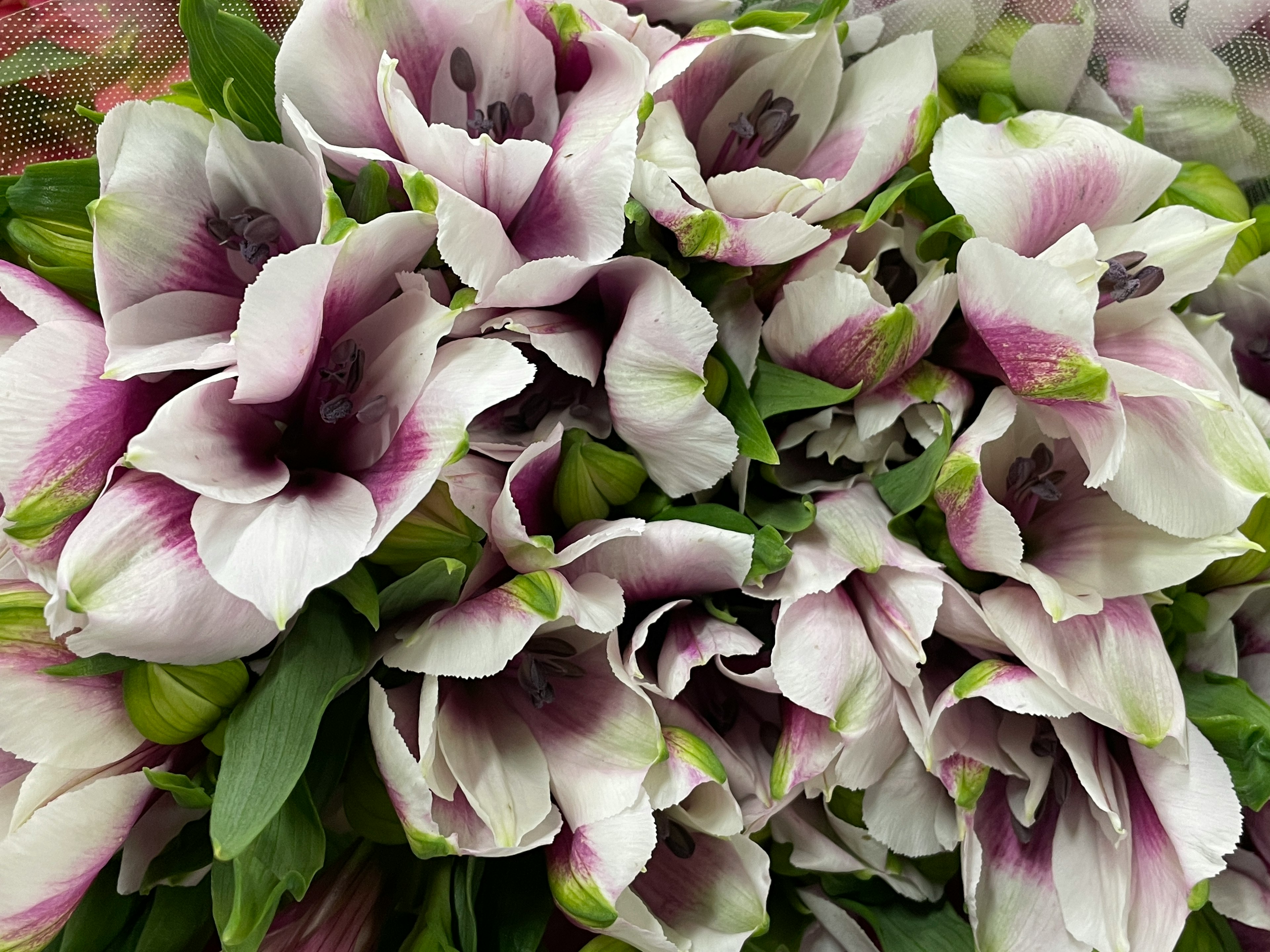 A beautiful bouquet of white and purple flowers densely packed