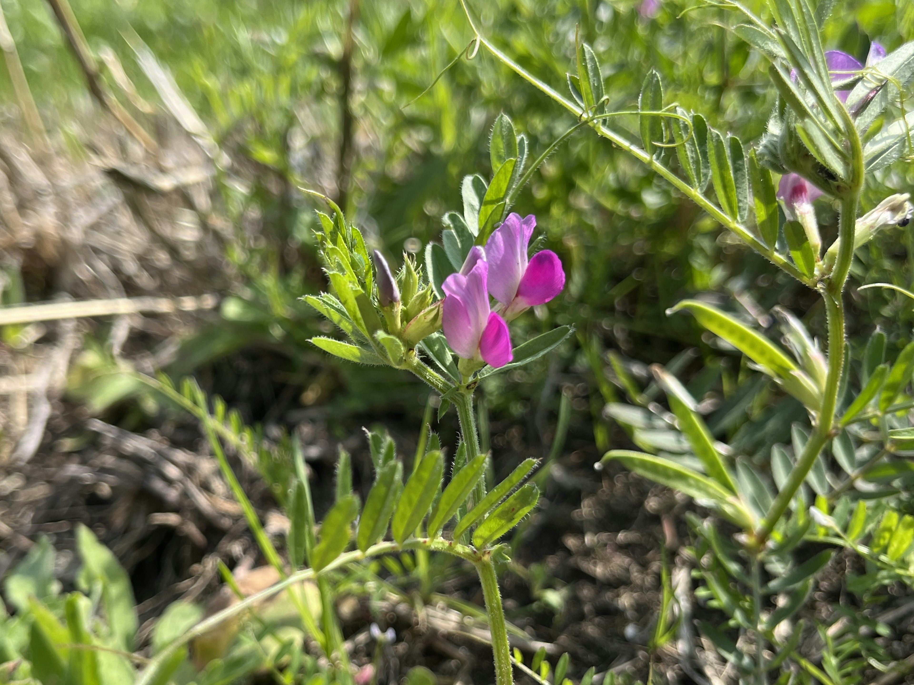 緑の背景に紫色の花が咲いている植物のクローズアップ