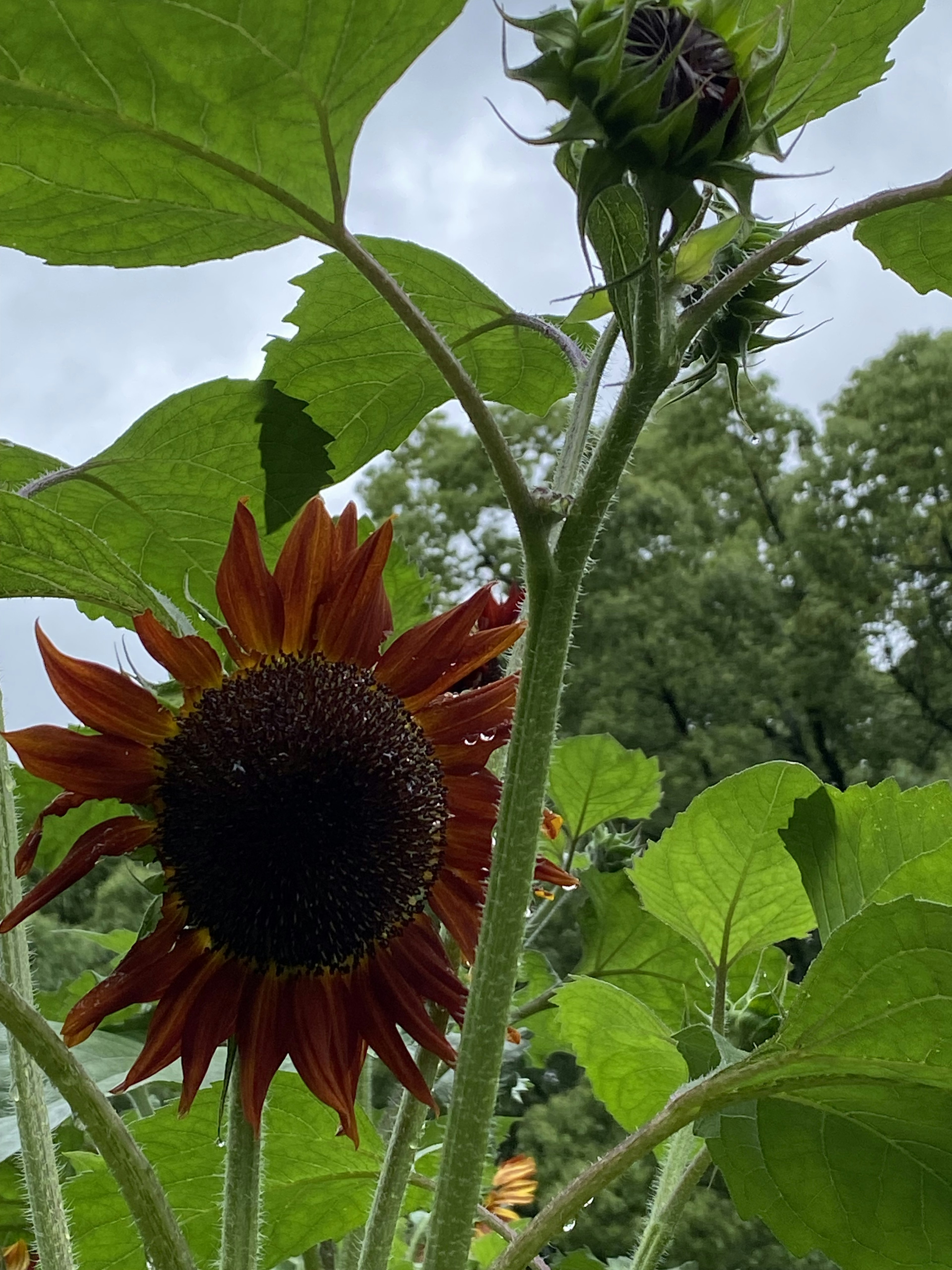 太陽の花の赤い花弁と緑の葉が特徴的な画像