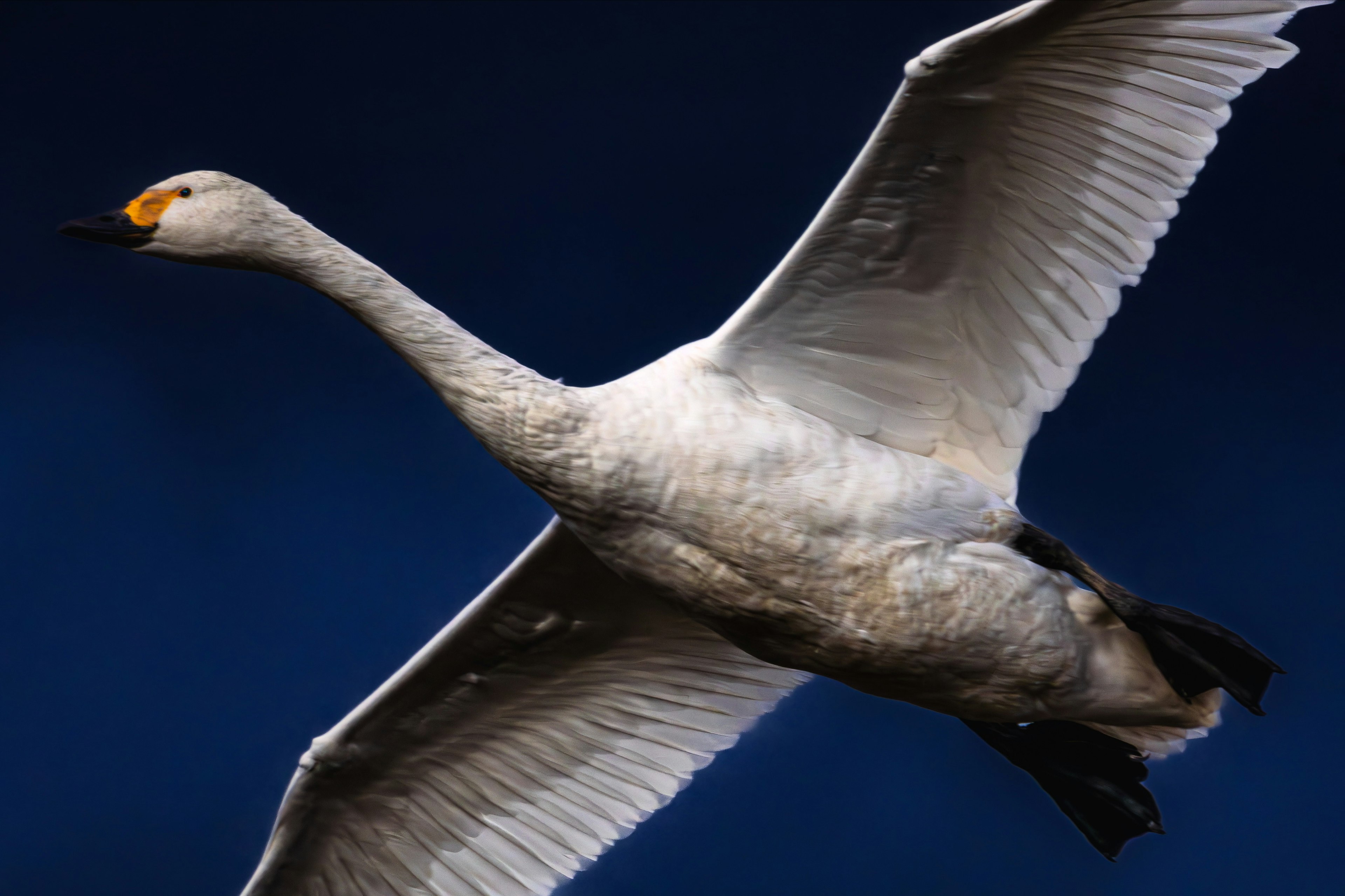 Ein weißer Schwan fliegt vor einem blauen Hintergrund