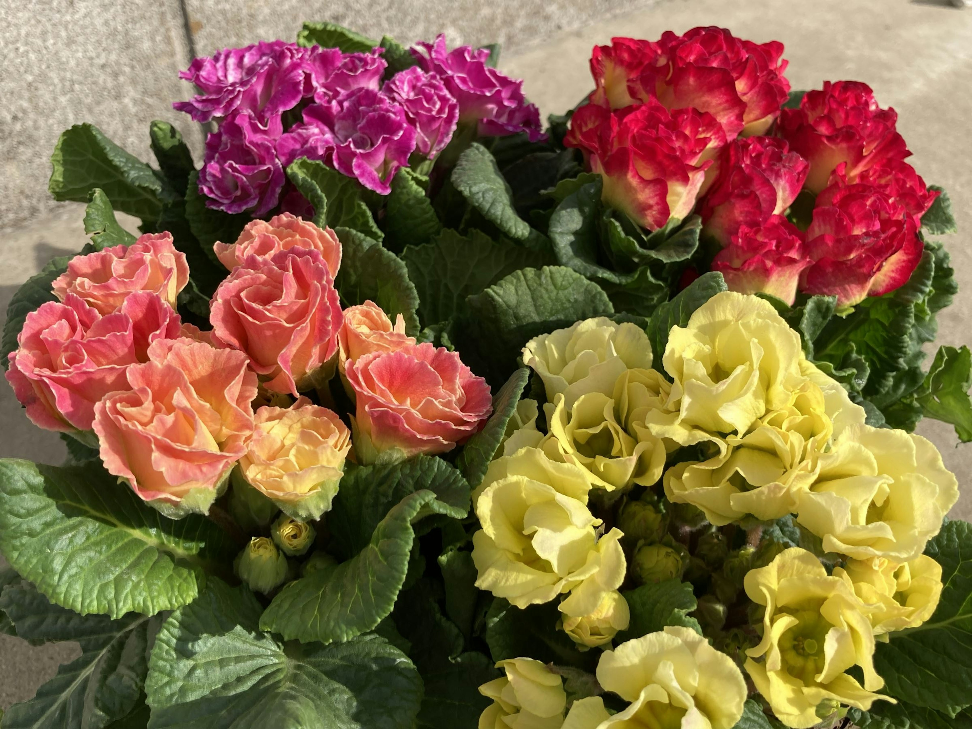 Un vibrante arreglo de flores coloridas en una maceta