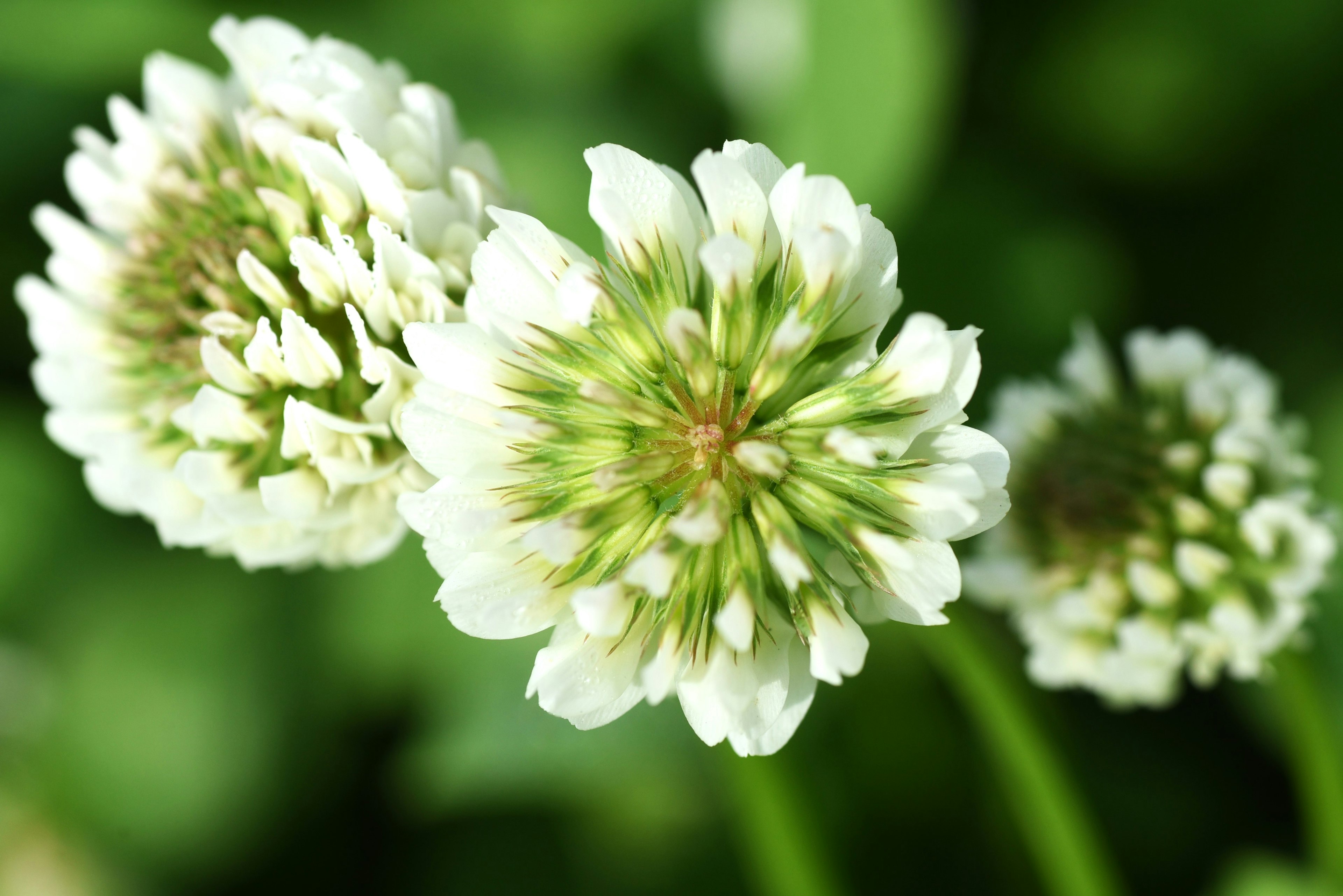 Weiße Kleeblumen umgeben von grünen Blättern