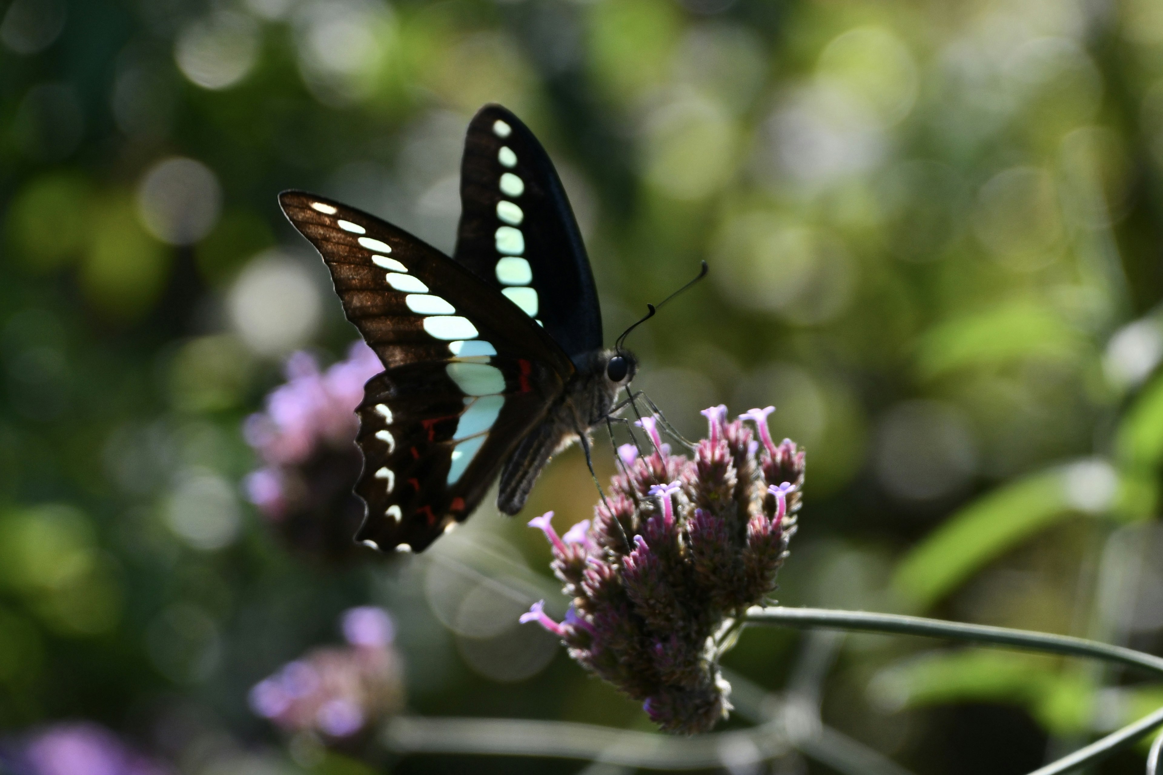 A butterfly with blue wings resting on a flower in a beautiful scene