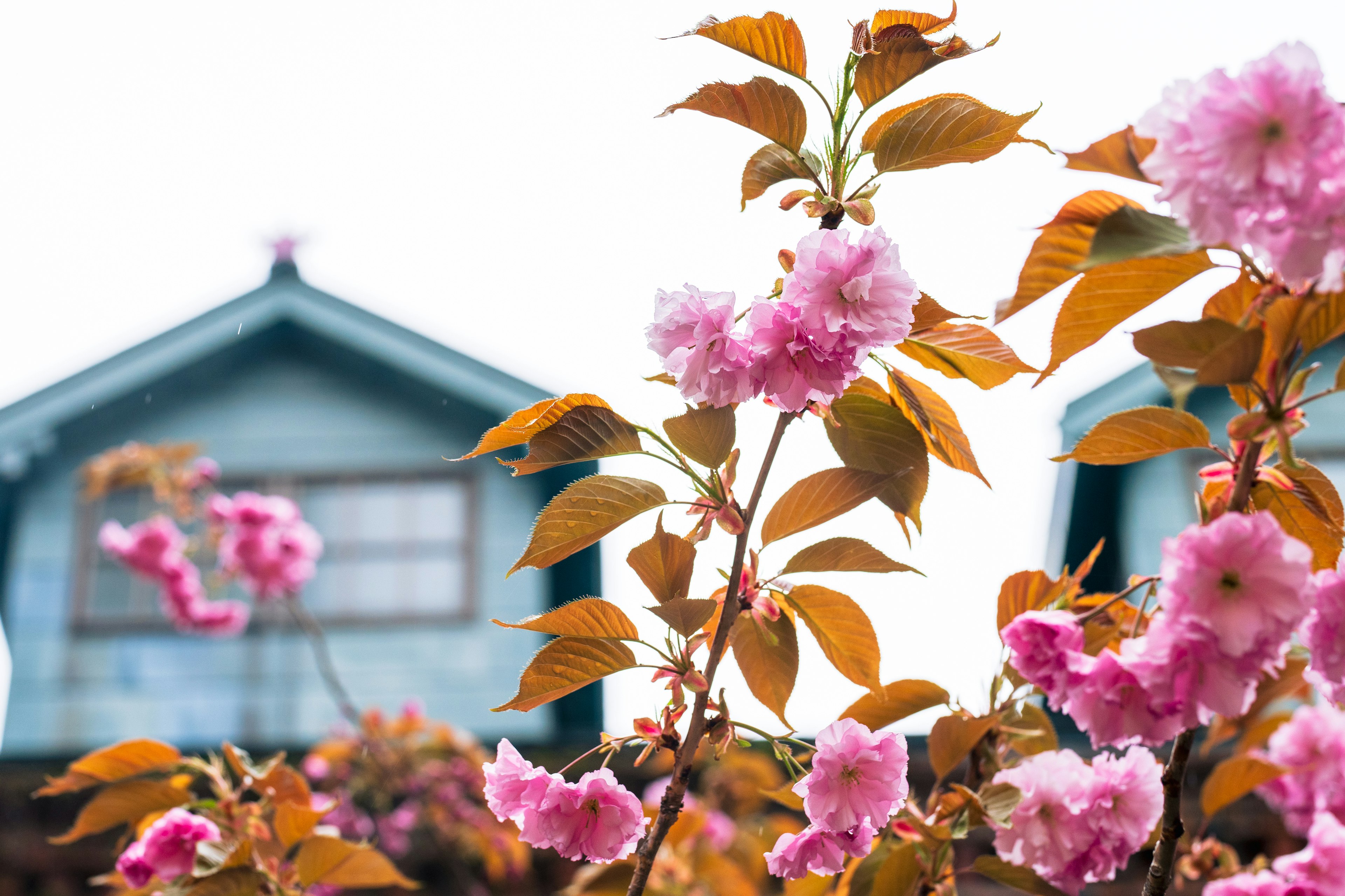 Bunga sakura berwarna cerah dengan daun di latar belakang rumah biru