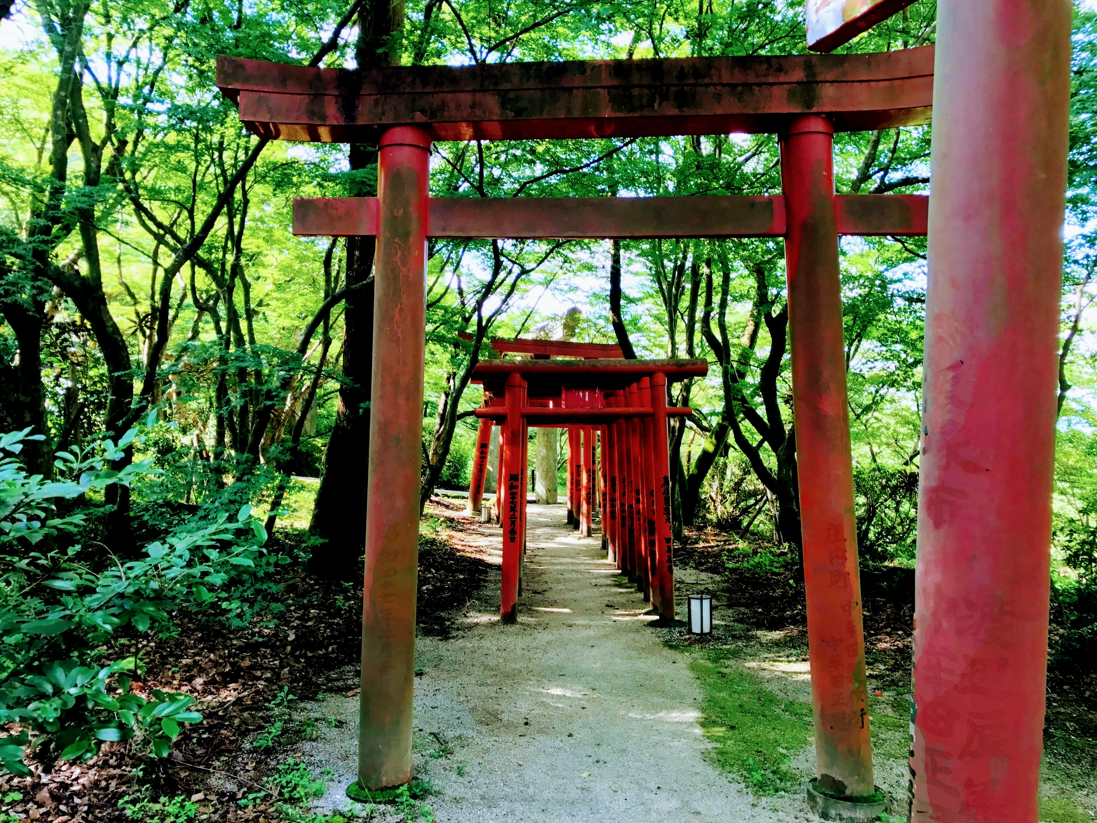 Camino flanqueado por torii rojos en un bosque verde exuberante