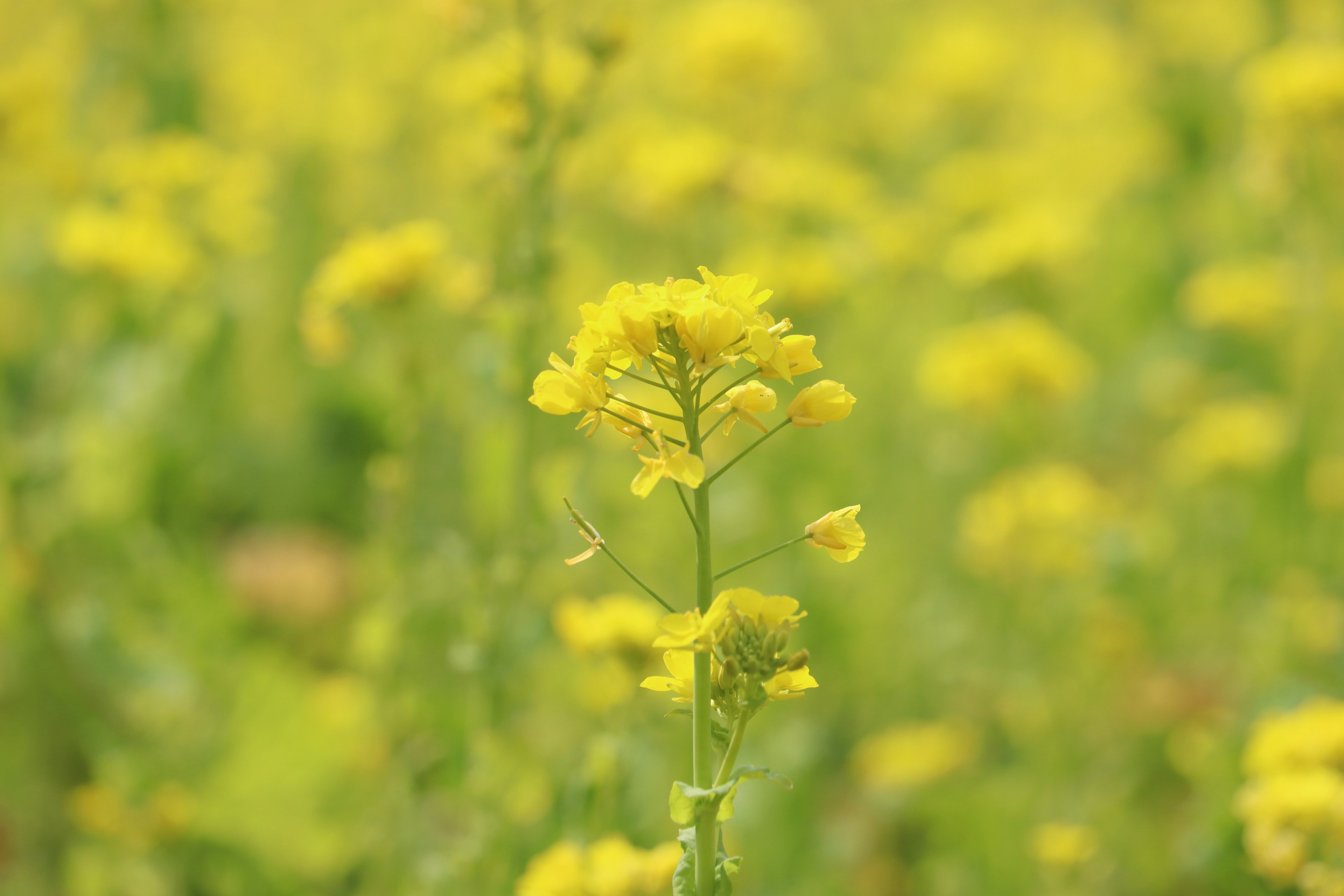 黄色の花が咲くフィールドのクローズアップ