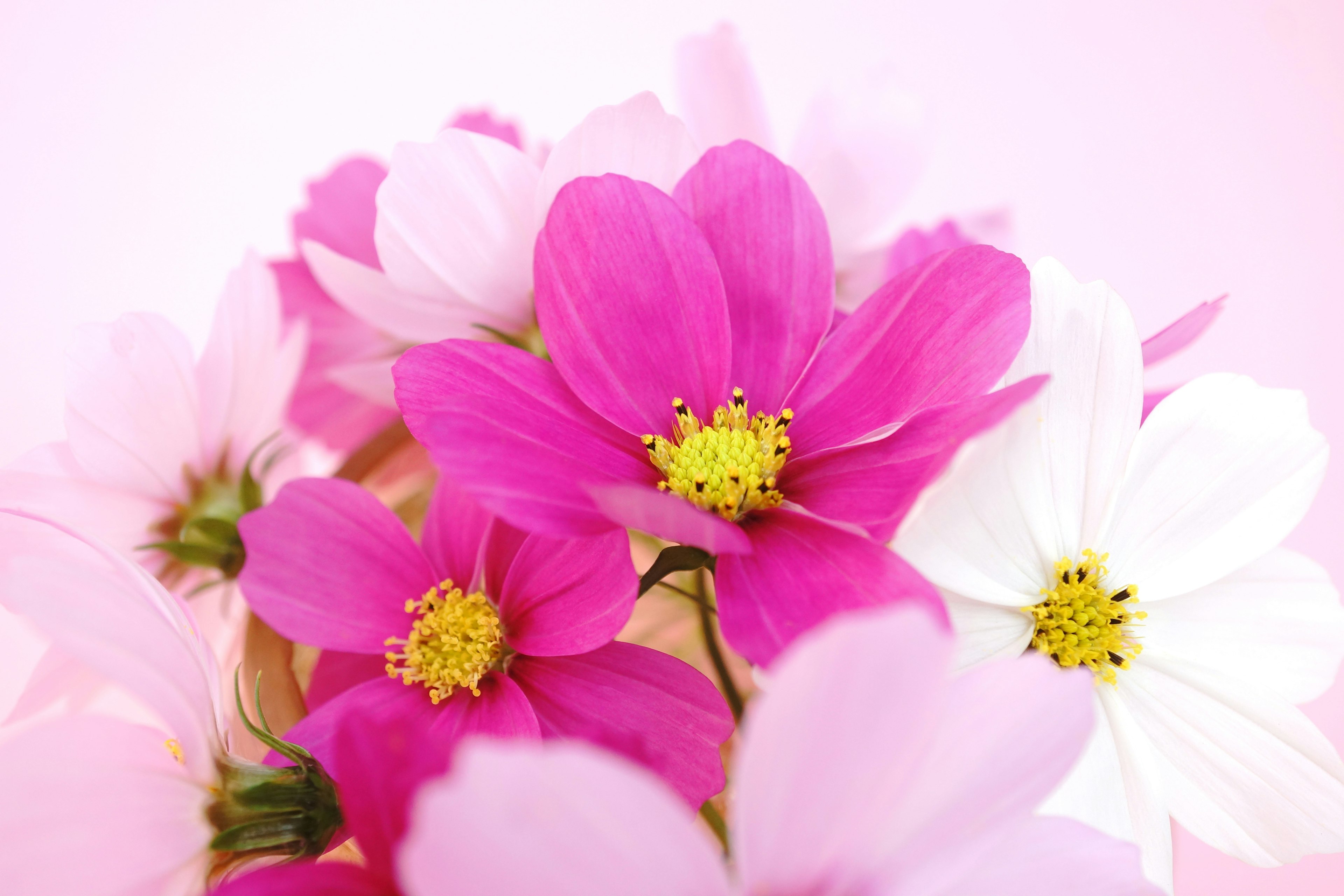 Un bellissimo bouquet di fiori rosa e bianchi