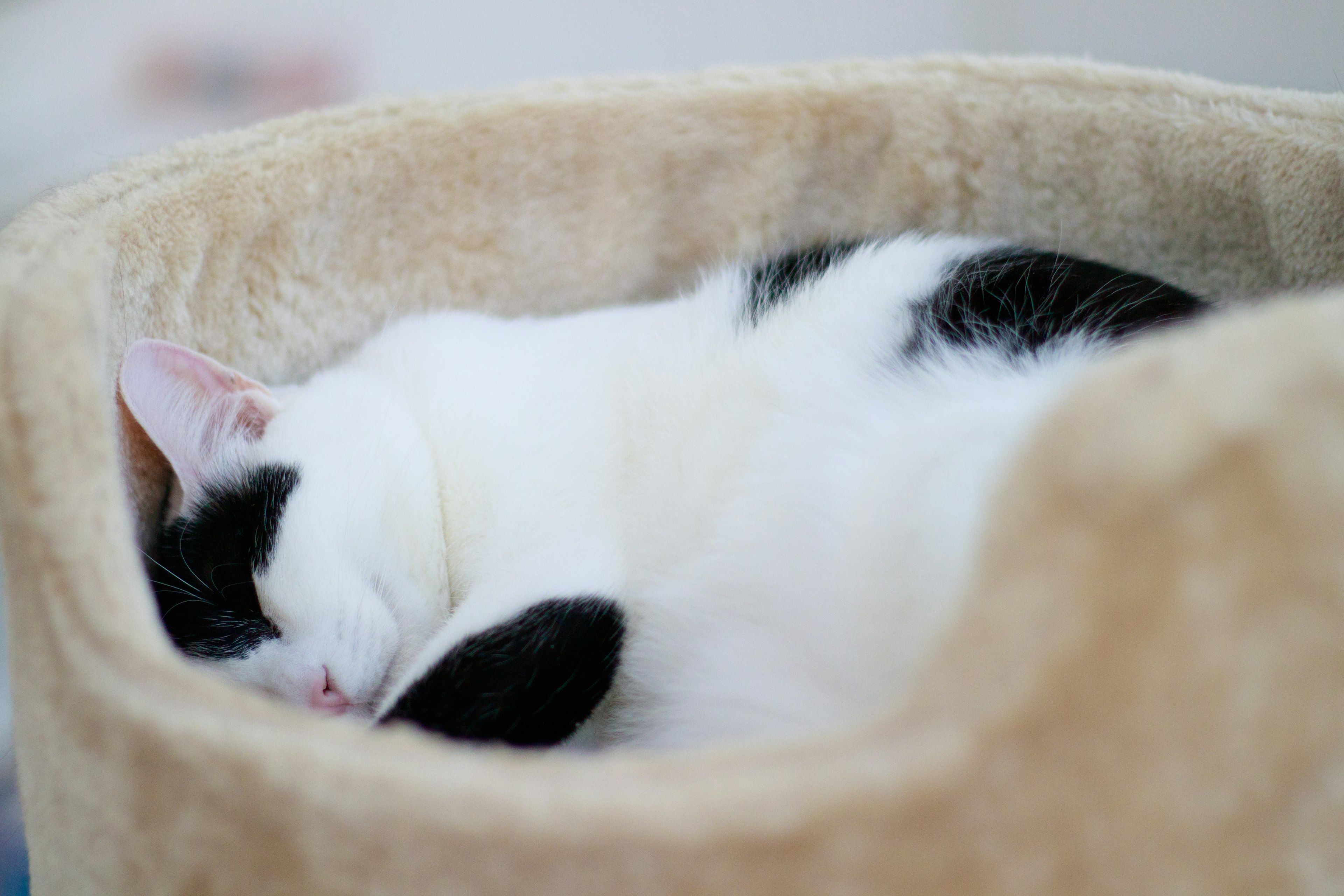 A black and white cat sleeping in a cozy bed