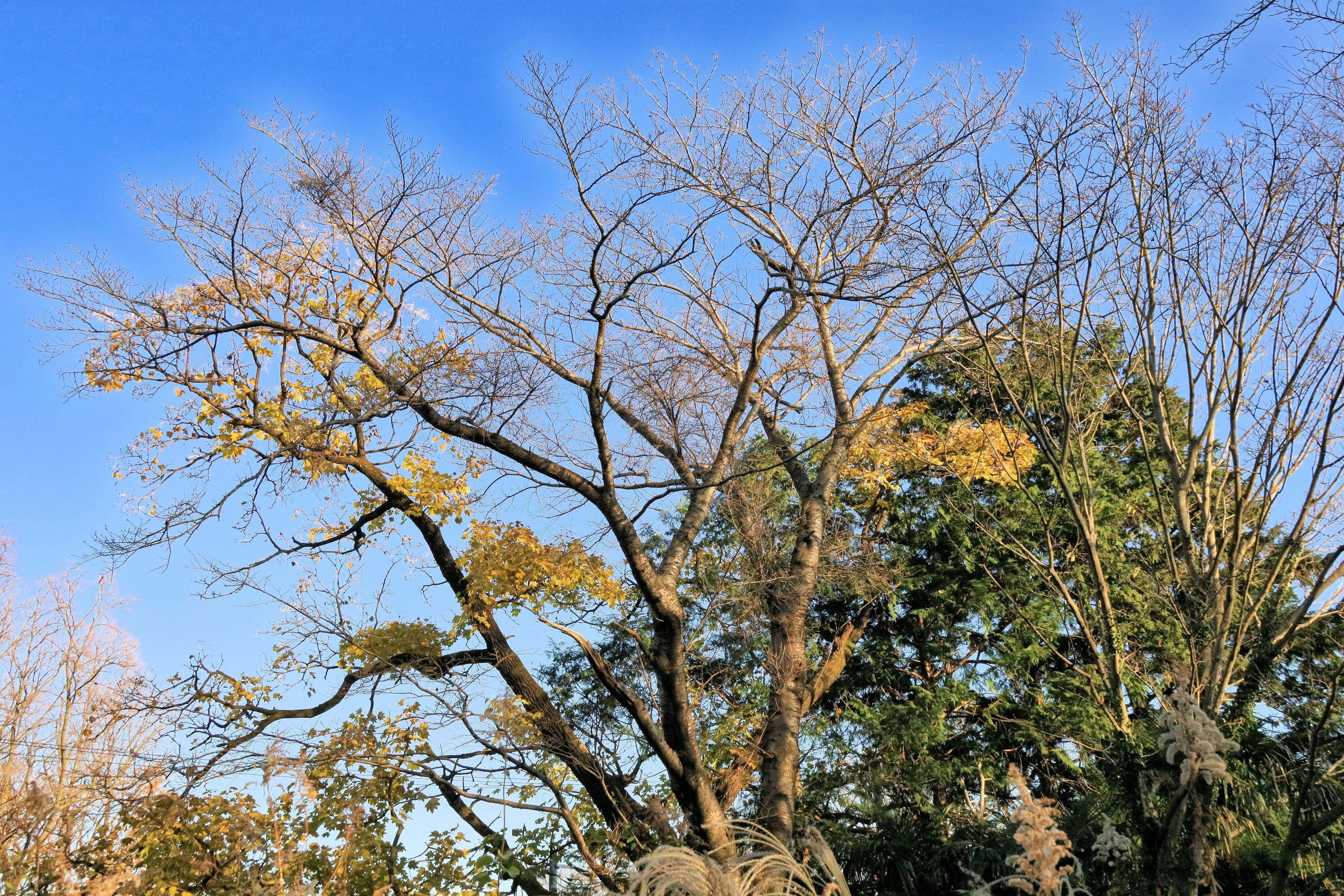 冬の青空の下で葉が落ちた木と緑の木