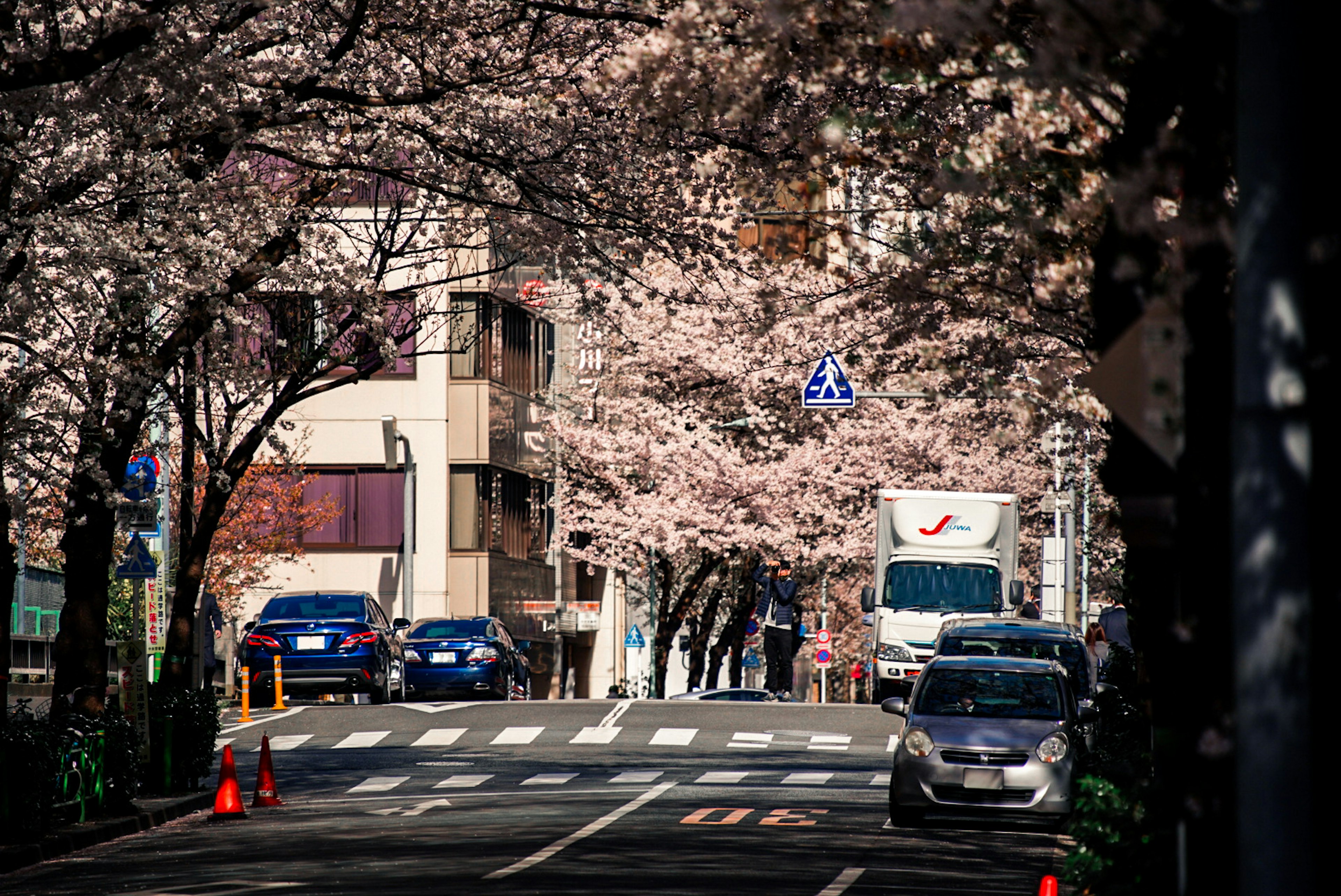 Street lined with cherry blossom trees and parked cars