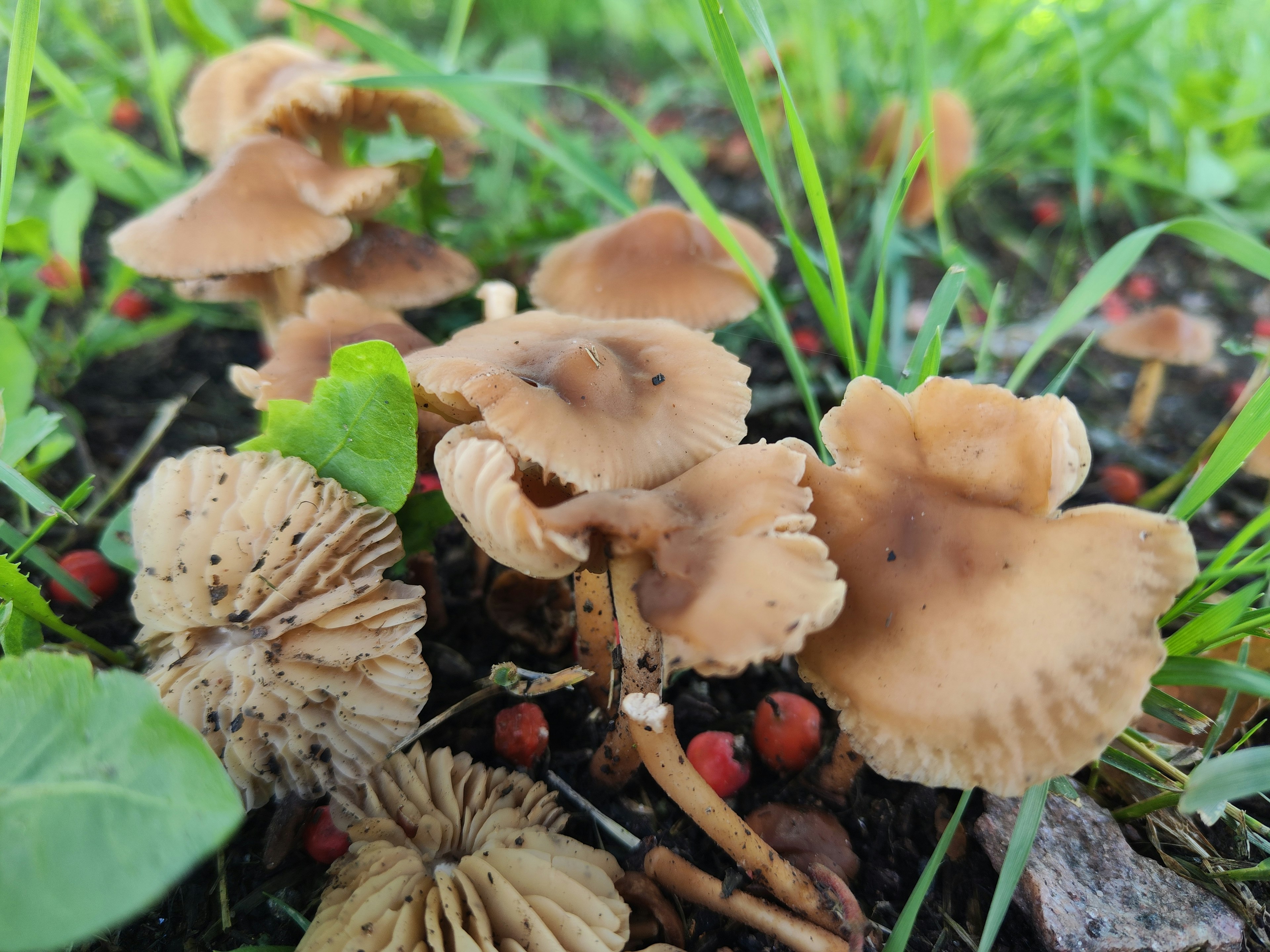 Grupo de champiñones marrones creciendo entre la hierba verde