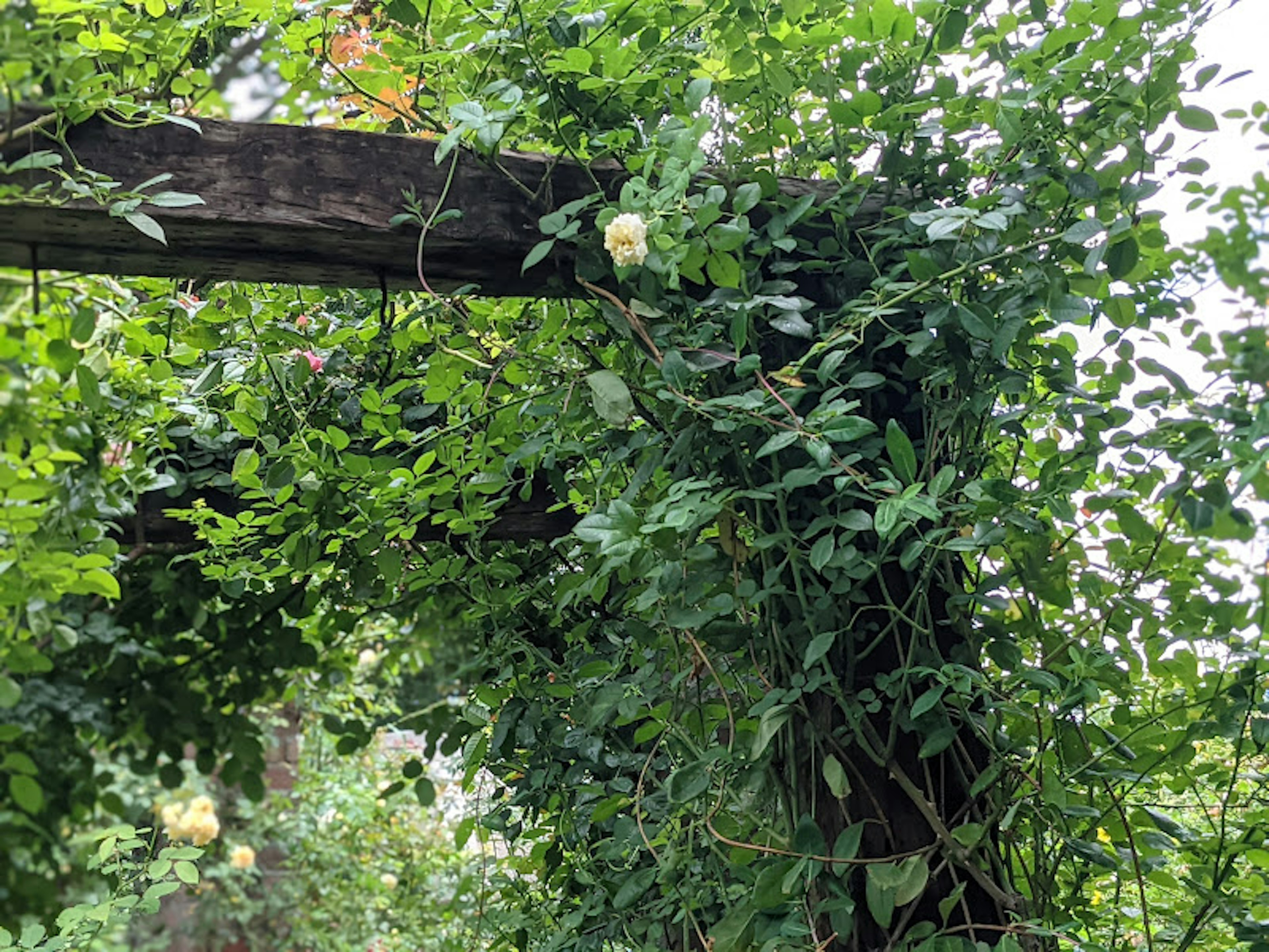 Arco in legno coperto di fogliame verde lussureggiante con fiori bianchi