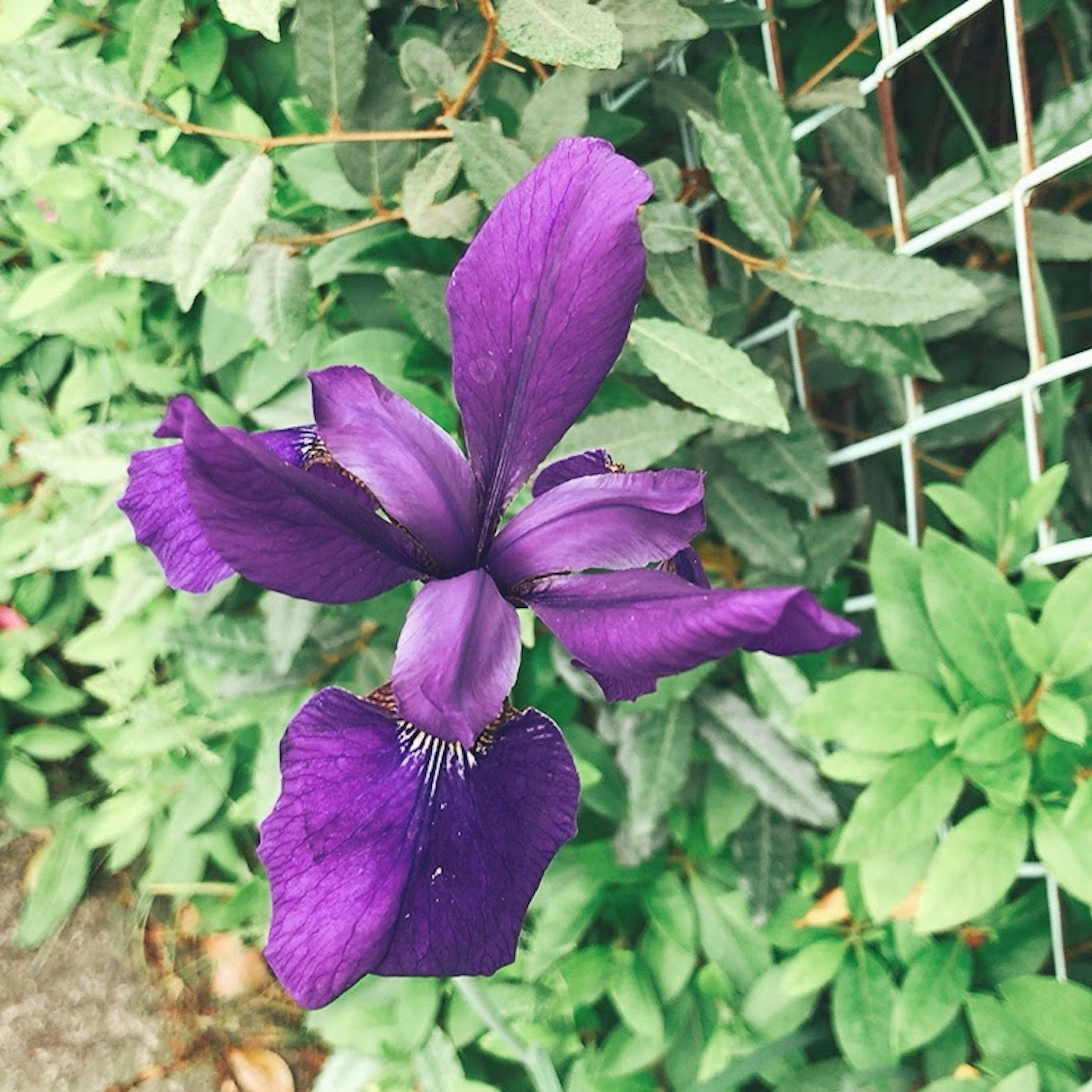 鮮やかな紫色のアイリスの花が緑の葉に囲まれている