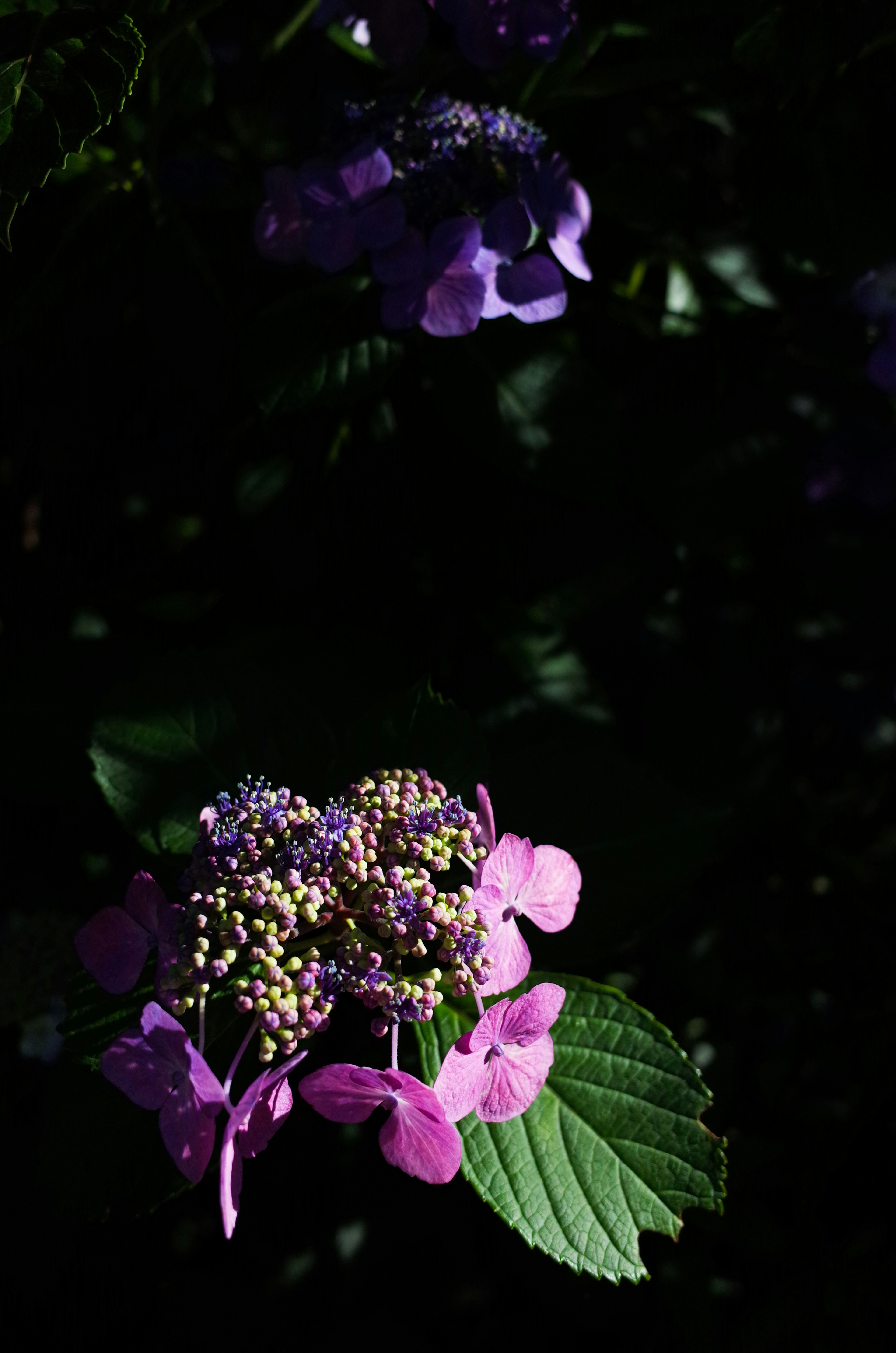 Beautiful hydrangea with purple flowers and leaves against a dark background