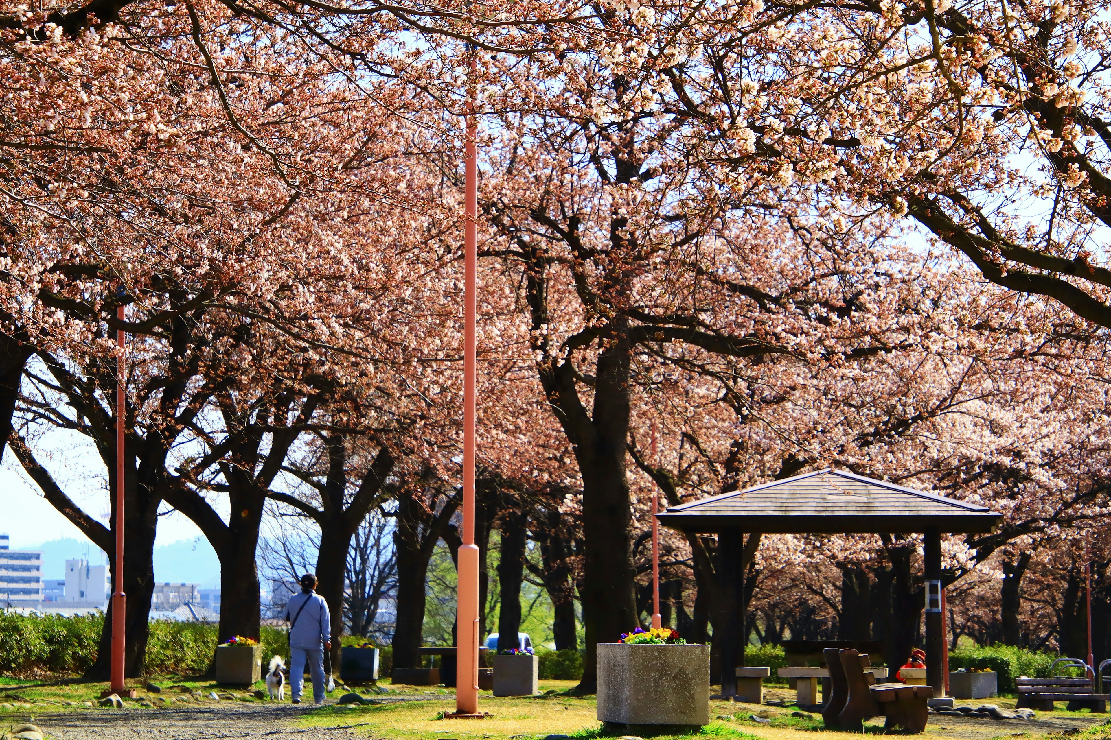 Escena de parque con cerezos en flor y un quiosco