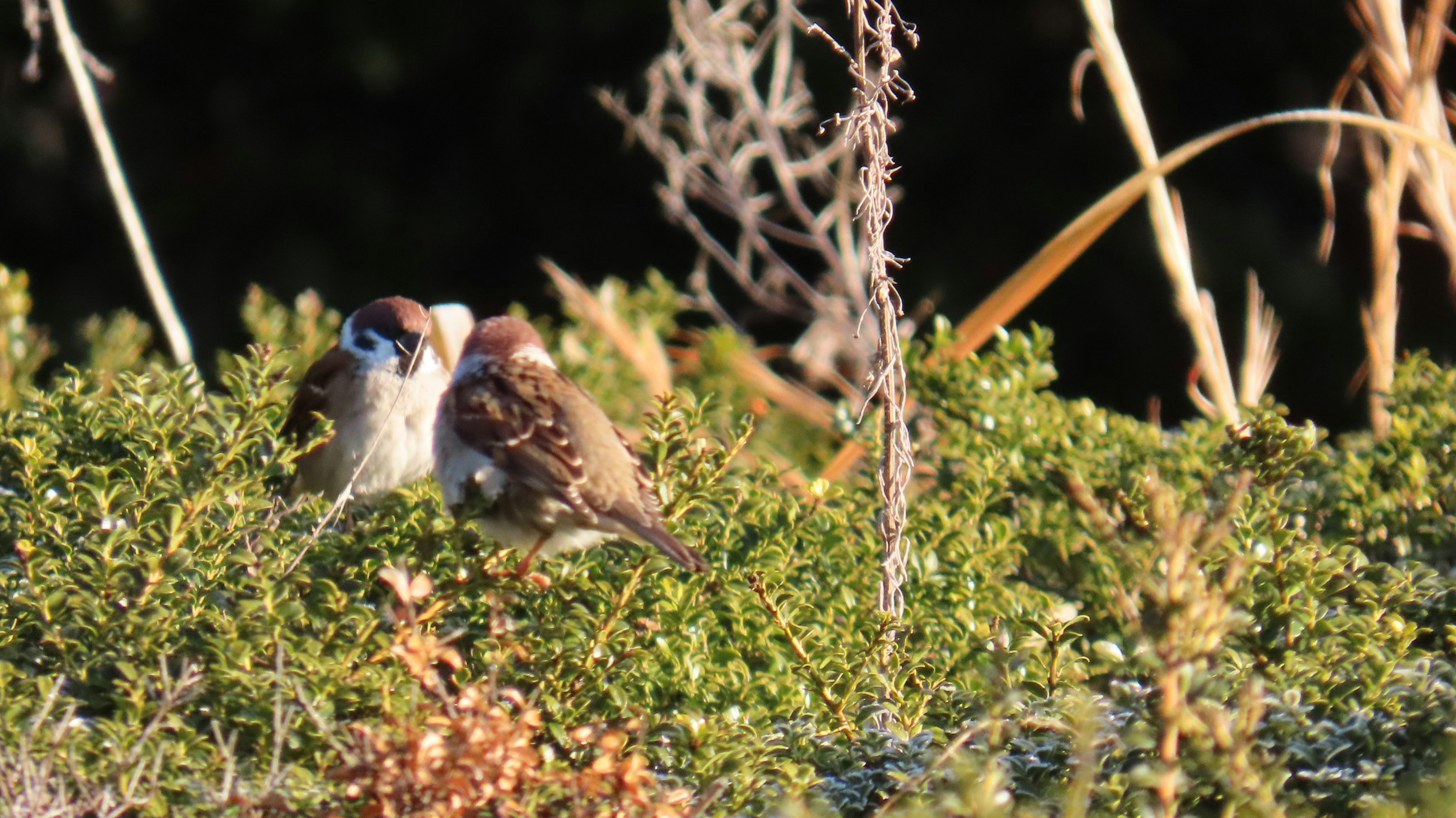 Two small birds nestled among green foliage