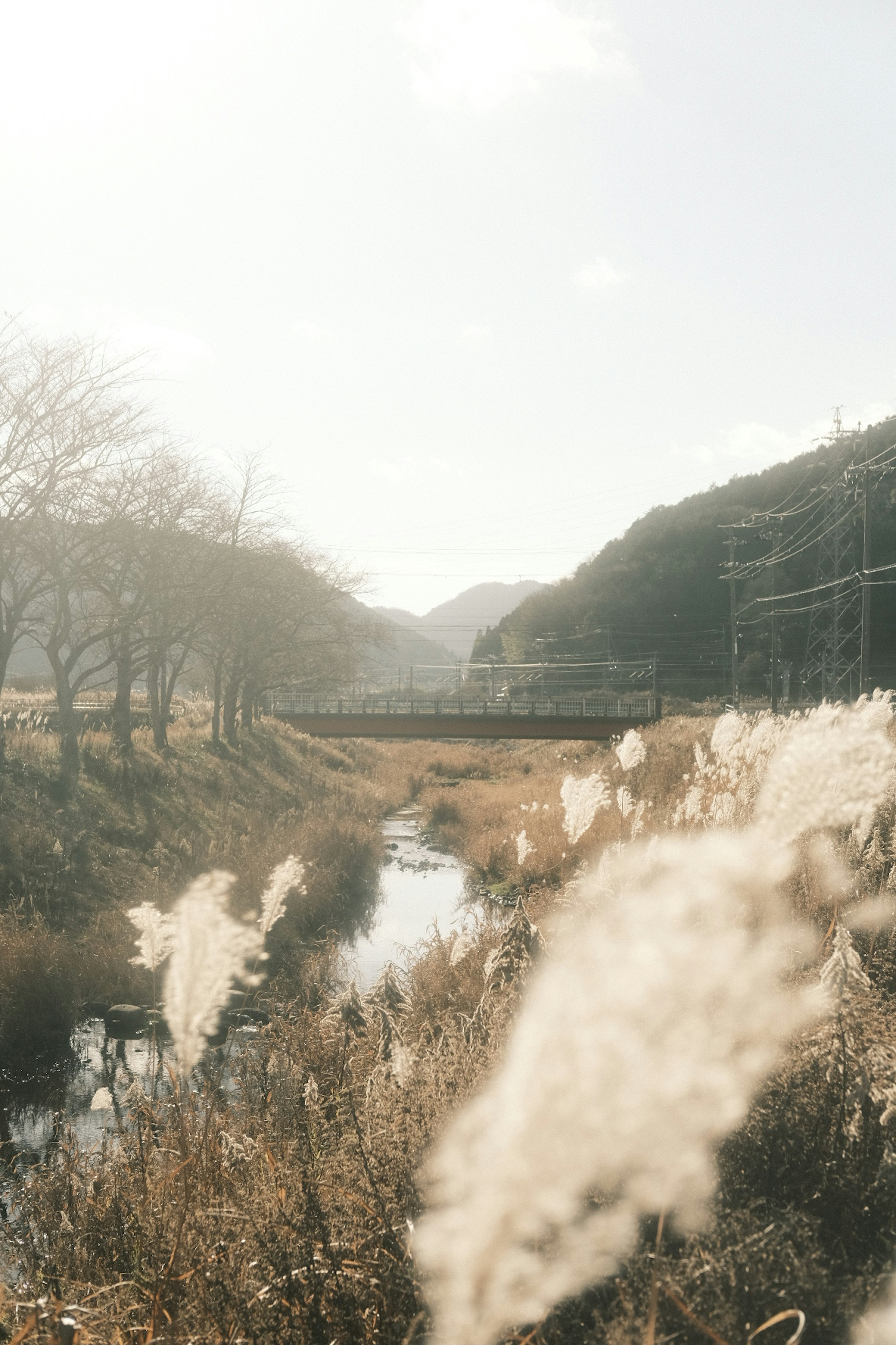 穏やかな川と草原の風景 霧のような植物と山々が背景にある