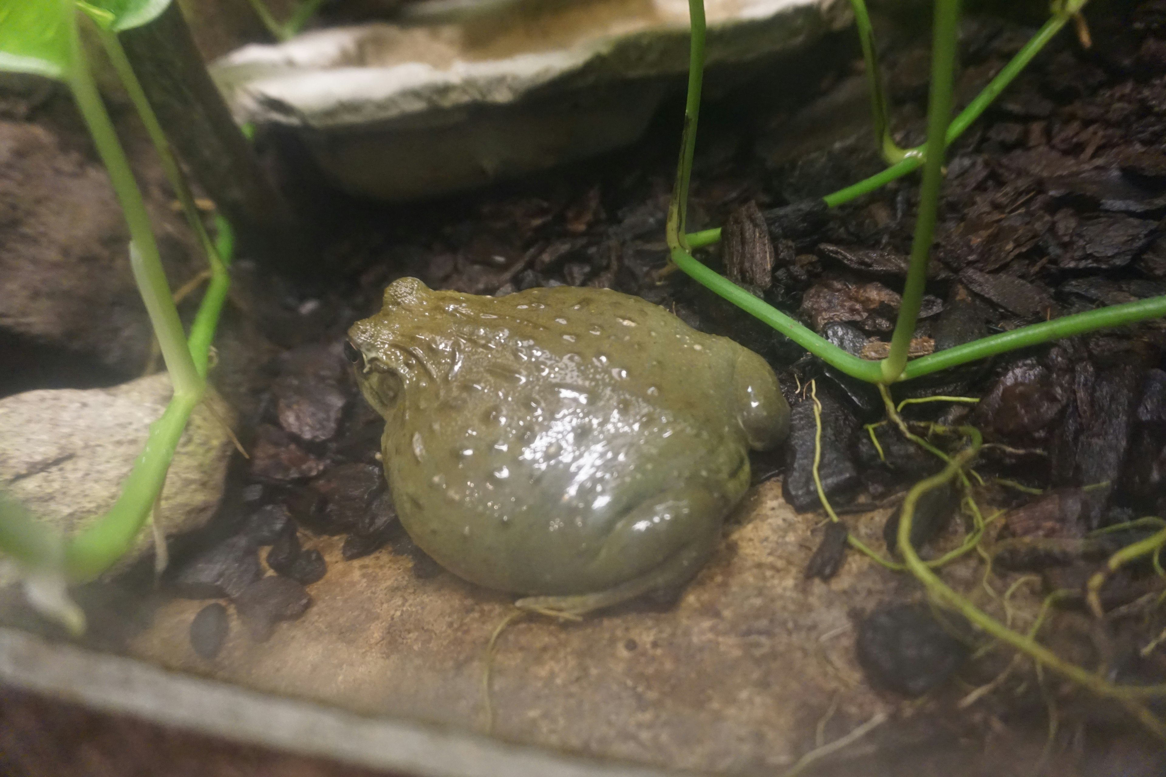 A green frog sitting on soil inside an aquarium